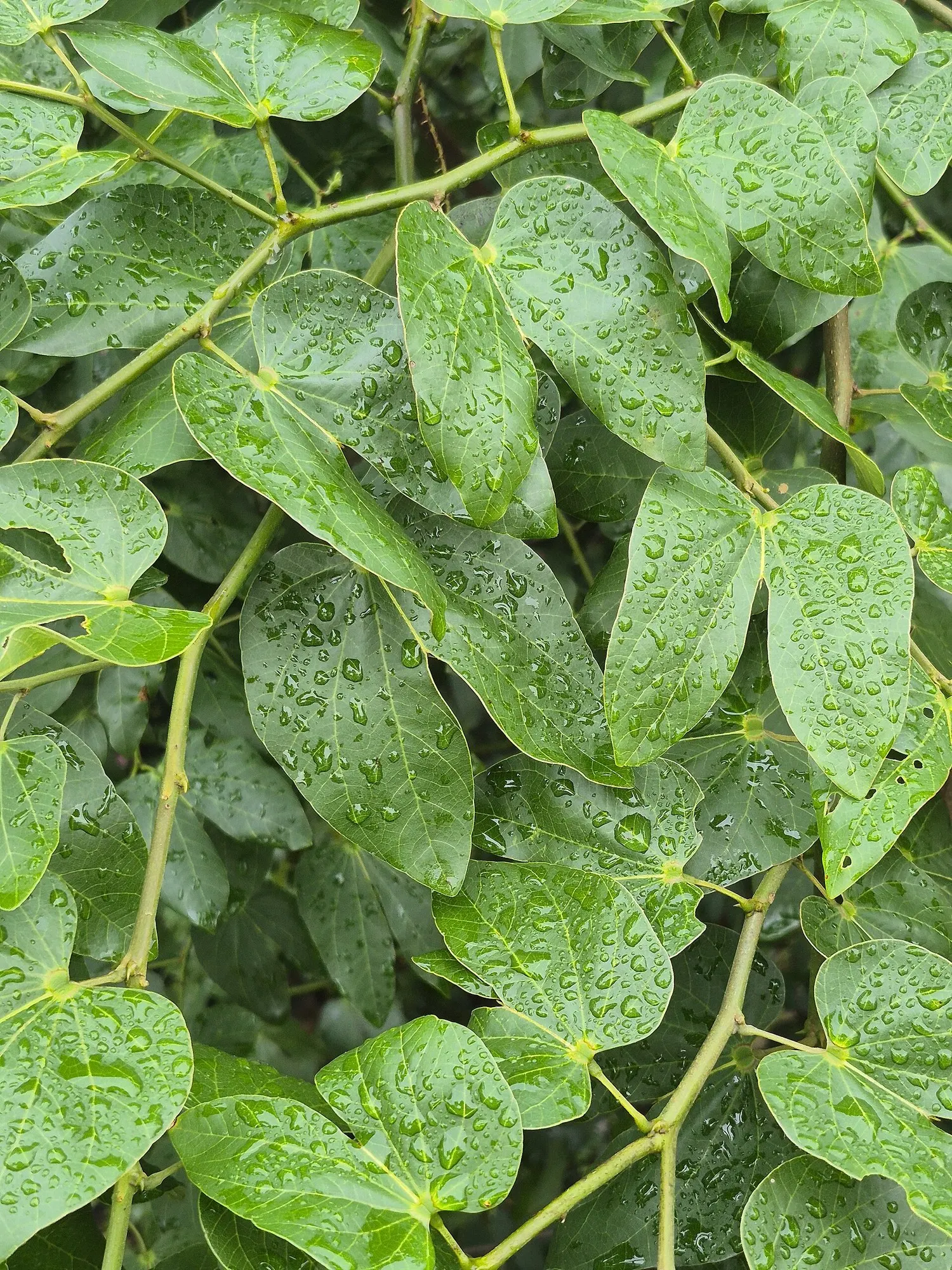 Brazilian Butterfly Tree (Bauhinia forficata) — Its two-lobed leaves, reminiscent of a butterfly's wings, span 4-6 inches, affording unique texture; which