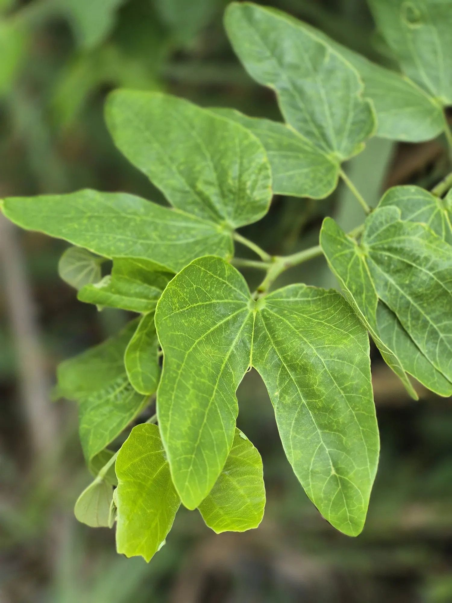 Brazilian Butterfly Tree (Bauhinia forficata) — tree for full or half
