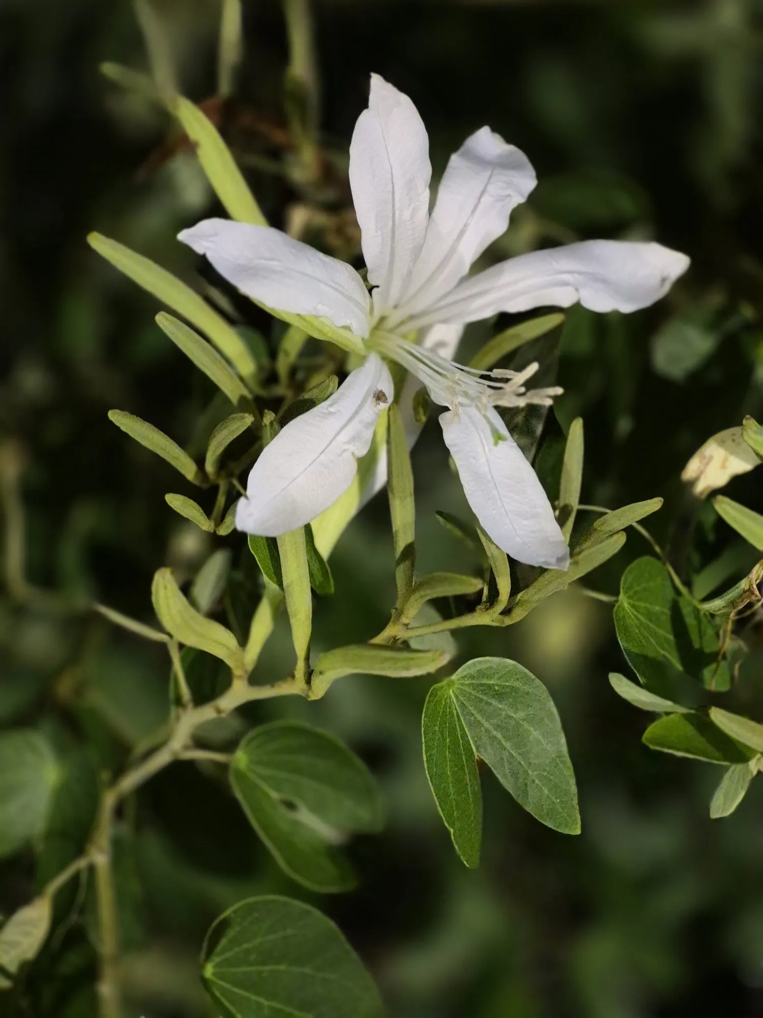 Brazilian Butterfly Tree (Bauhinia forficata) — making it relatively drought-tolerant once established