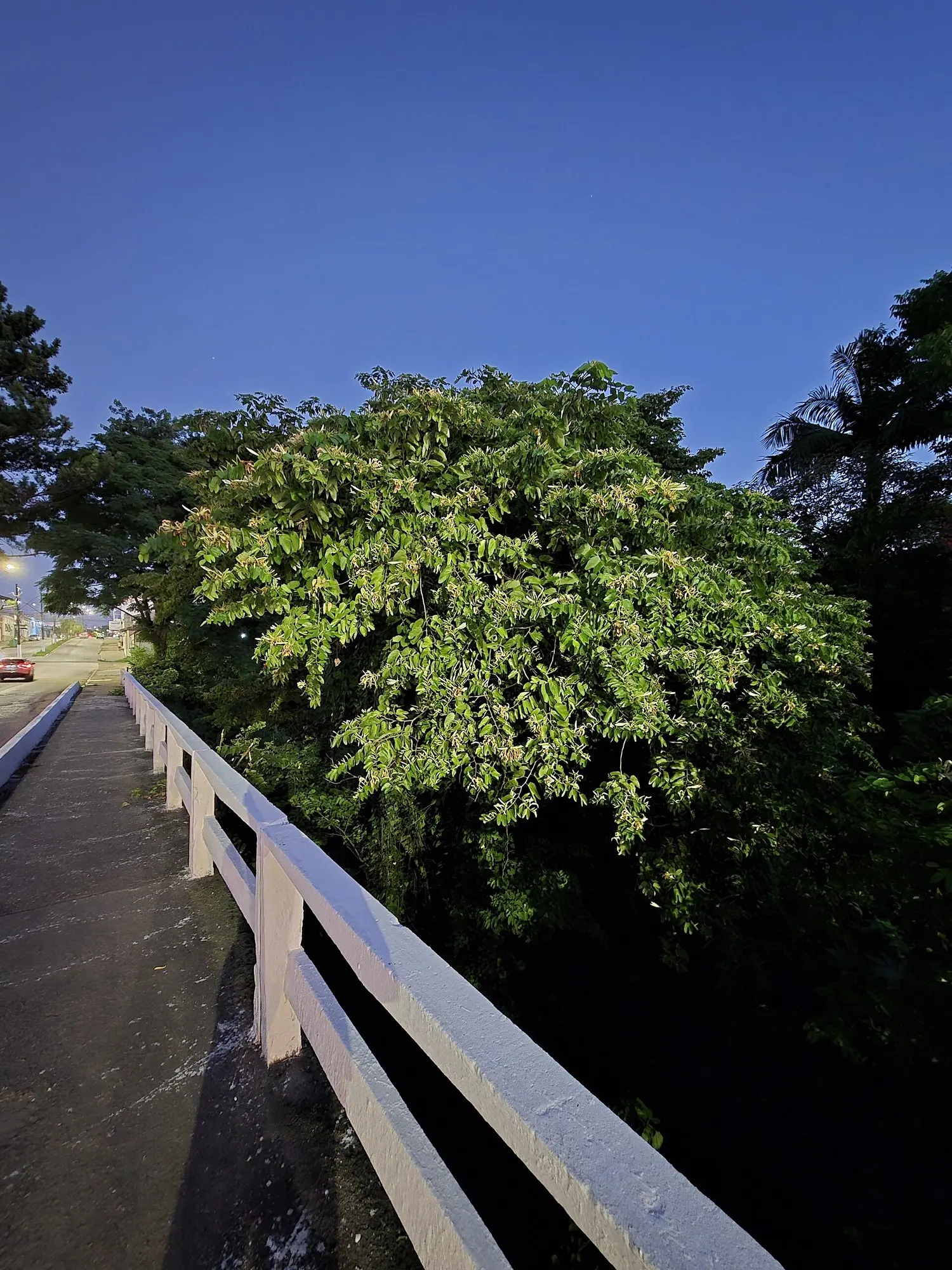 Brazilian Butterfly Tree (Bauhinia forficata) — It requires full sun and well-drained soil, thriving in zones 9-11; tree with white blooms