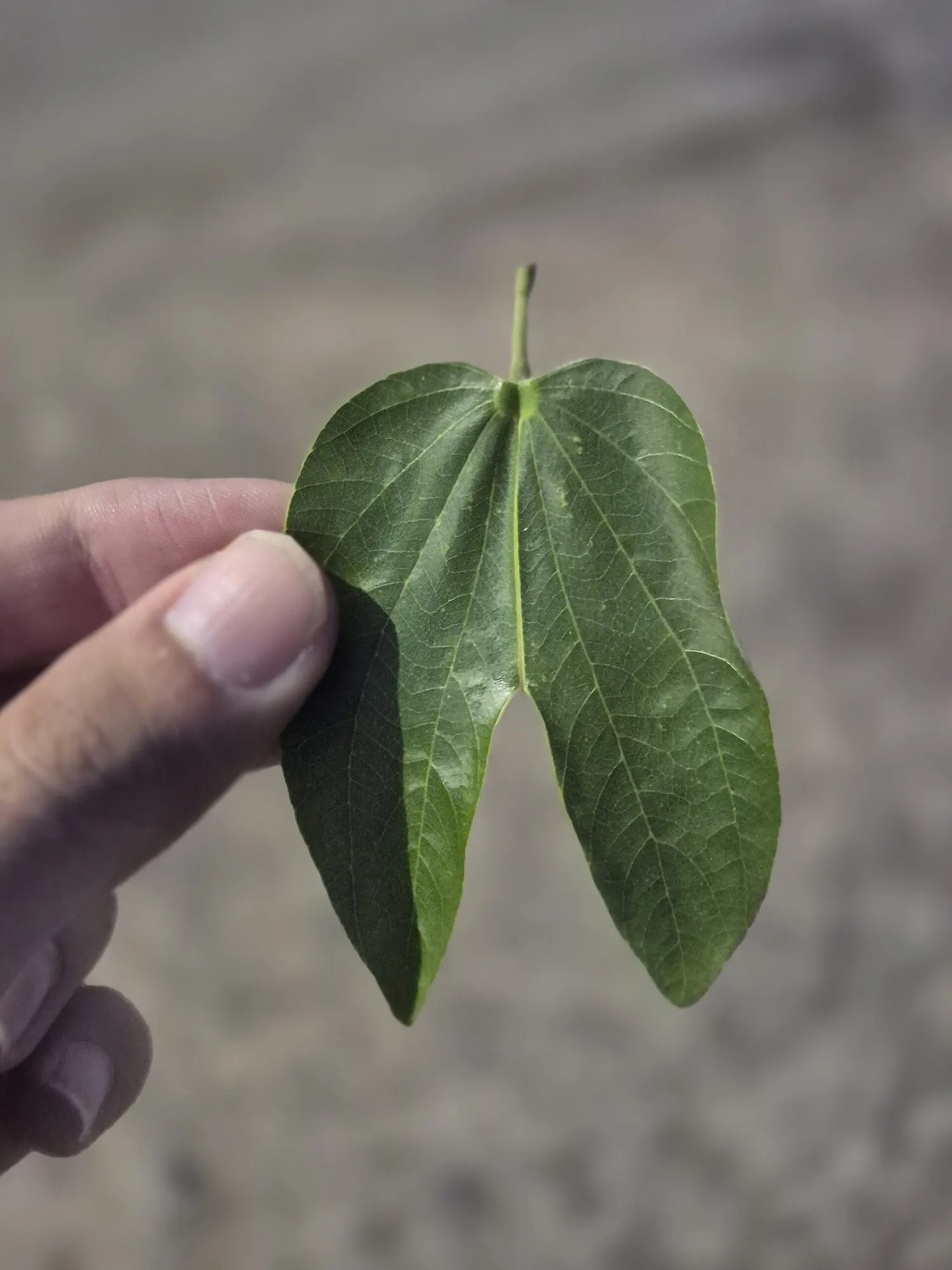 Brazilian Butterfly Tree (Bauhinia forficata) — Its manageable size and low maintenance needs make it an excellent choice for residential gardens