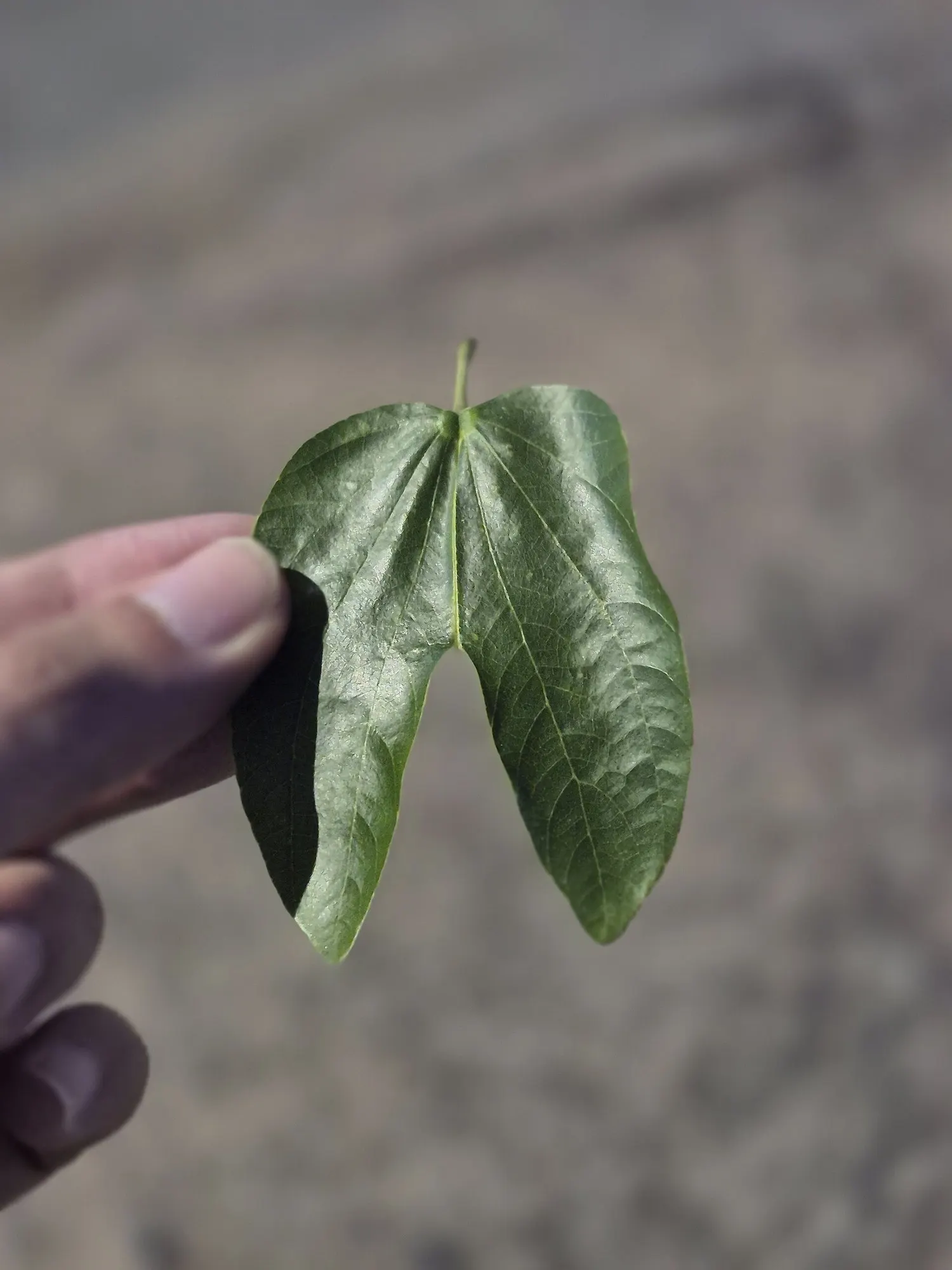 Brazilian Butterfly Tree (Bauhinia forficata) — consider using Bauhinia forficata as a stand-alone specimen or in small groupings