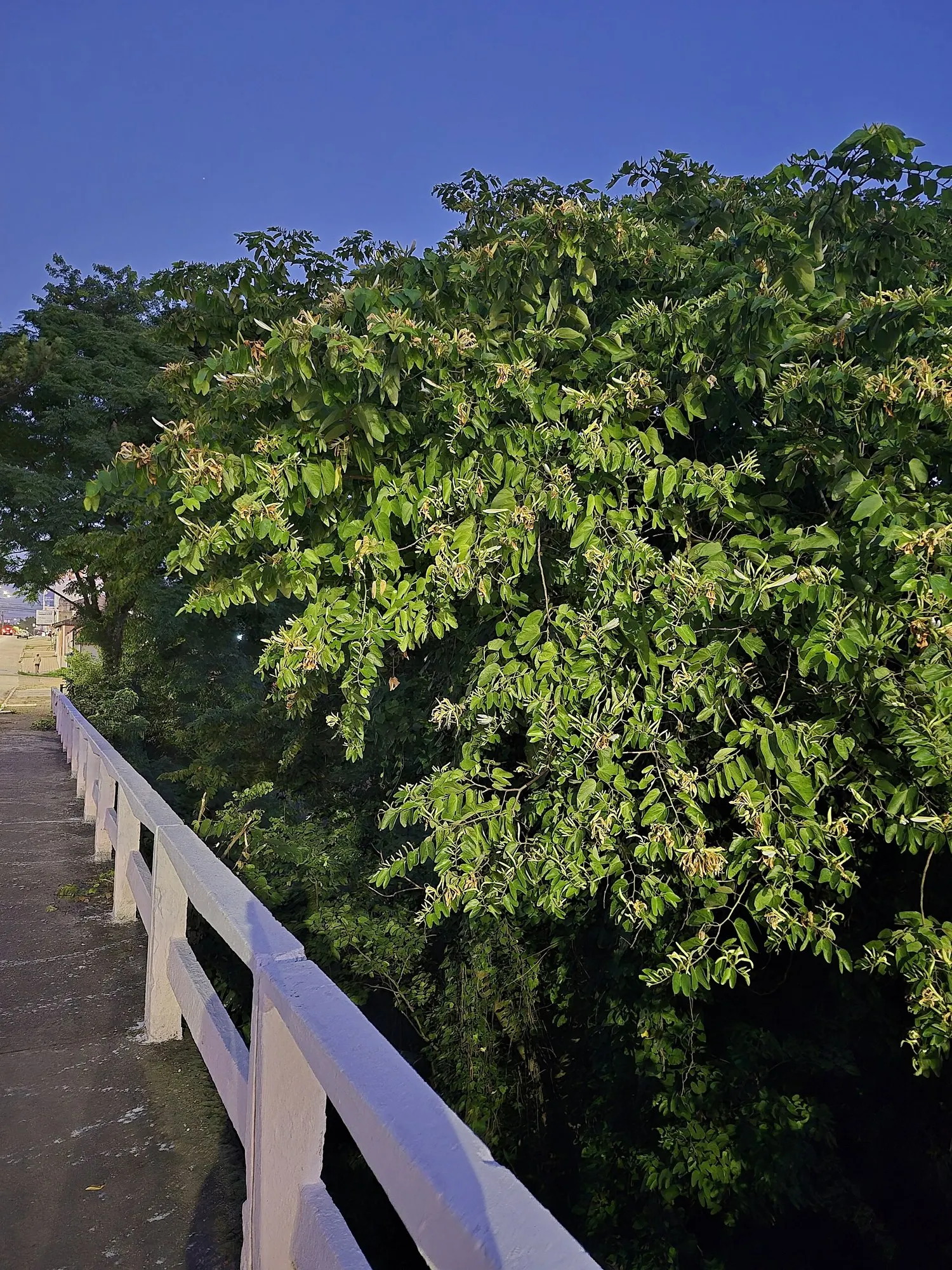 Brazilian Butterfly Tree (Bauhinia forficata) — From winter to spring, it boasts fragrant, white-pink orchid-like flowers, 3-4 inches in diameter; bauhinia