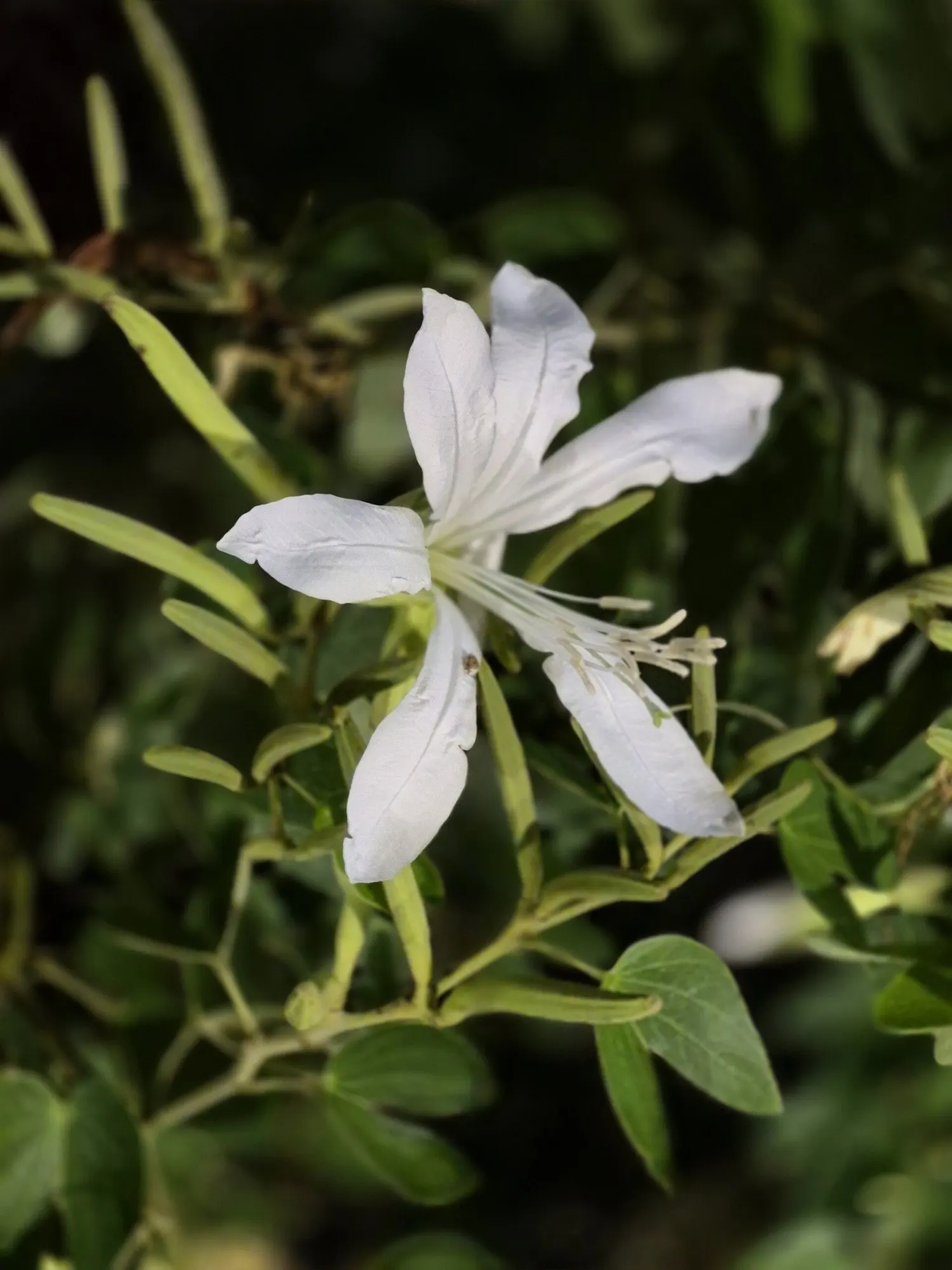 Brazilian Butterfly Tree (Bauhinia forficata) — It is hardy in USDA zones 9b to 11 and thrives in temperate climates