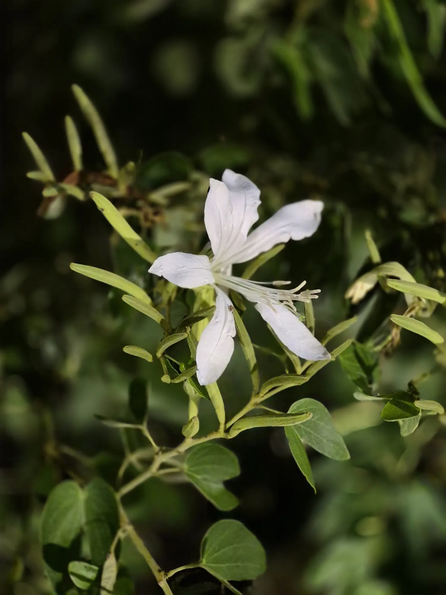 Brazilian Butterfly Tree (Bauhinia forficata) — though young trees may necessitate frost protection.<br><br>When incorporating into landscape designs