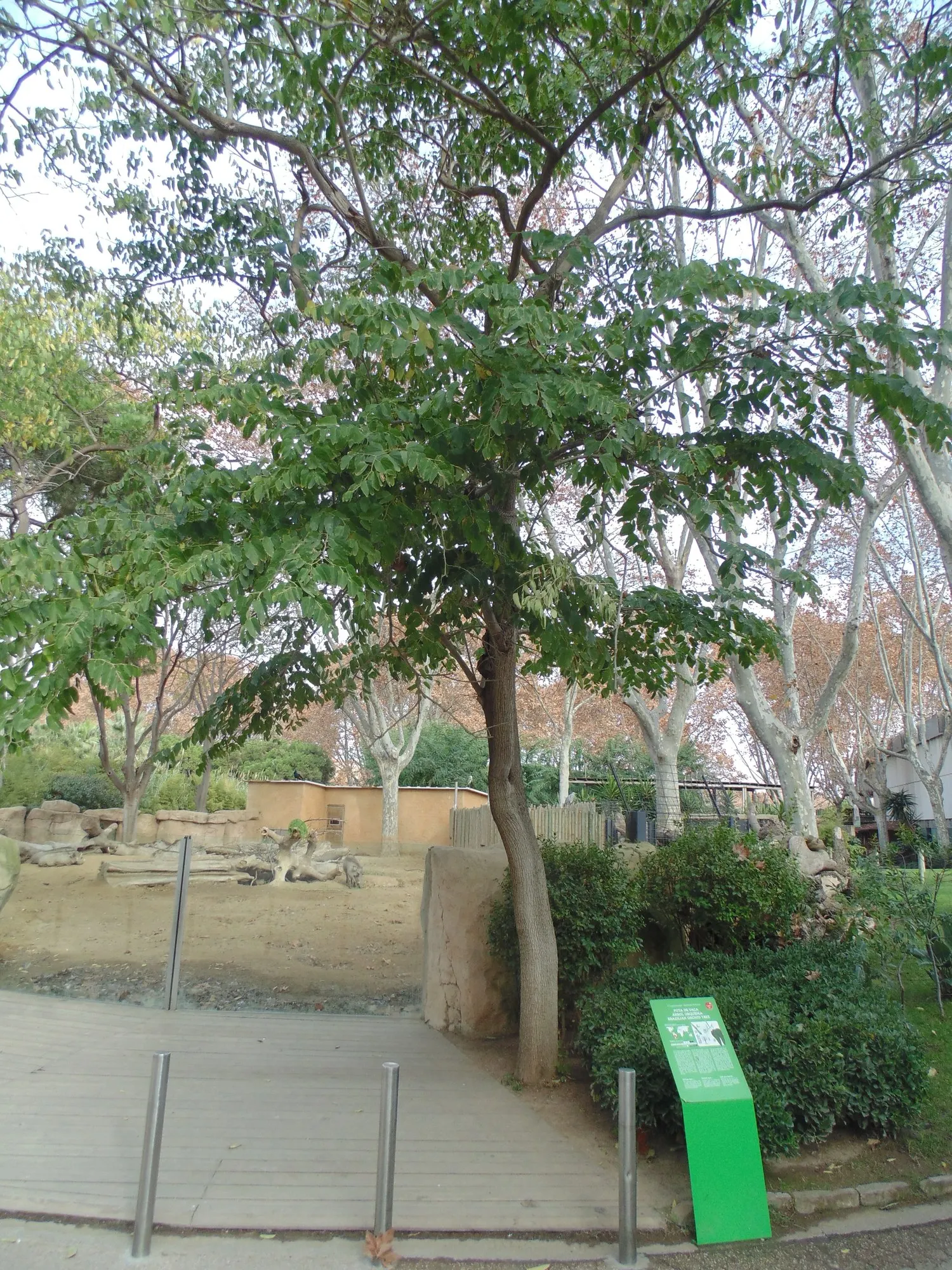 Brazilian Butterfly Tree (Bauhinia forficata) — The blossoms give way to 6 to 12-inch long seed pods