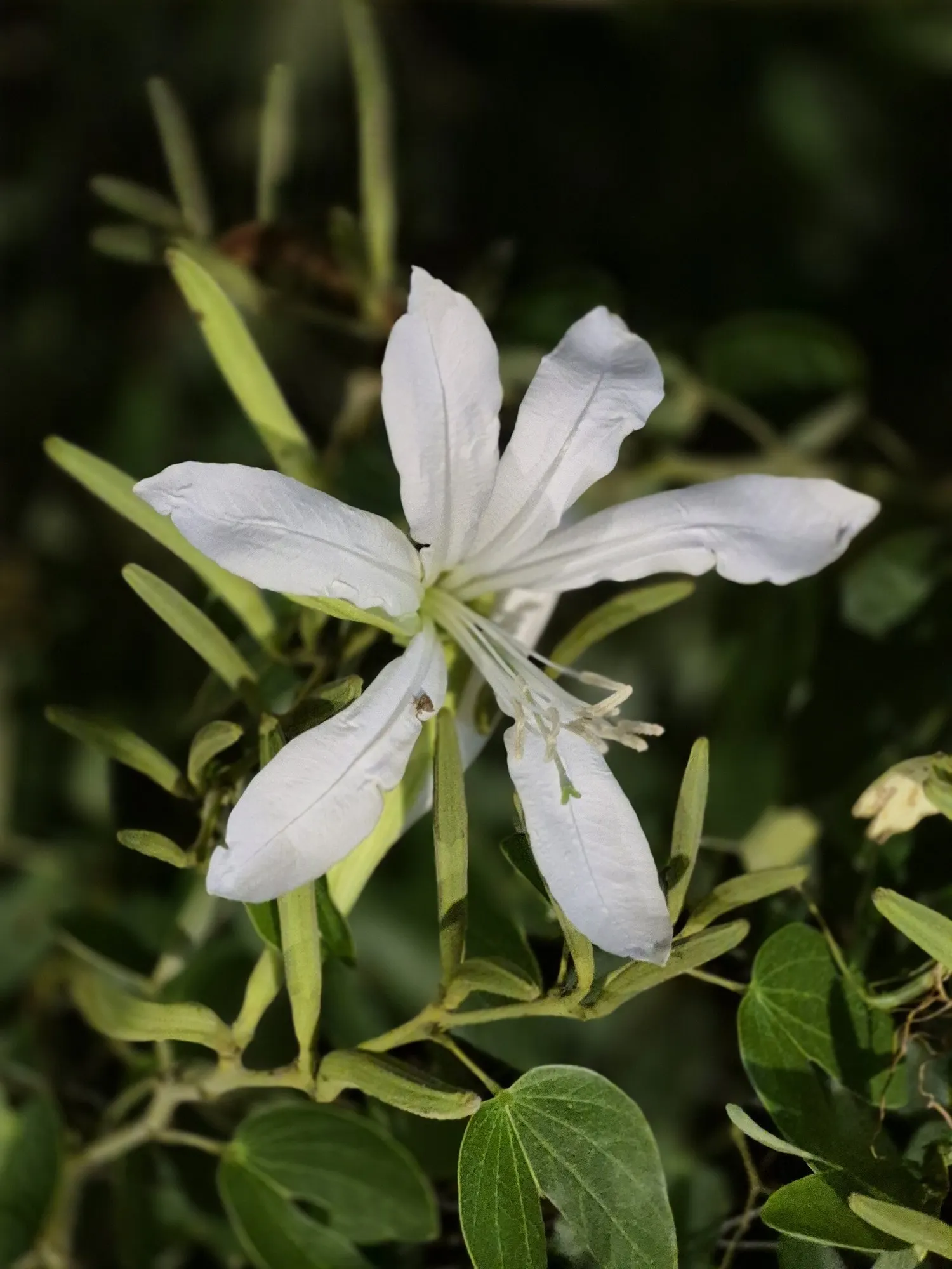 Brazilian Butterfly Tree (Bauhinia forficata) — Bauhinia forficata requires well-draining soil and moderate water