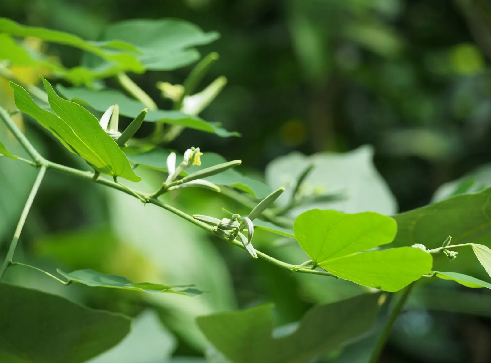 Brazilian Butterfly Tree (Bauhinia forficata) — which add an additional textural element.<br><br>Preferring full sun to partial shade