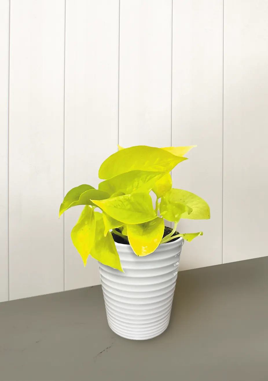 Off to Oz™ Neon Pothos (Epipremnum aureum) — The Epipremnum aureum Off to Oz™ Neon Pothos is a trailing houseplant with spade-shaped