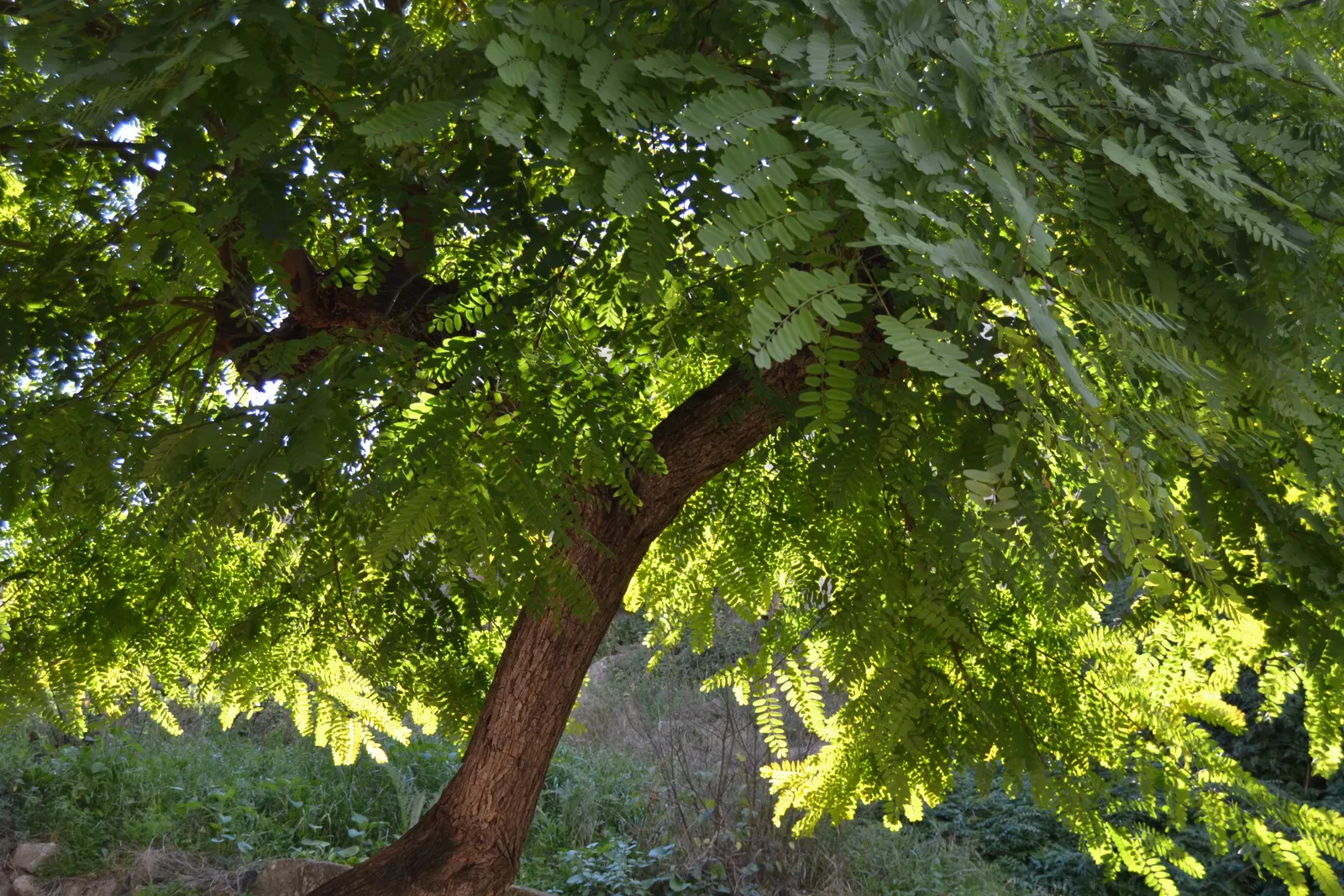 Tipu Tree (Tipuana Tipu) — semi-deciduous species reaching up to 50 feet tall with a 60-foot spread; ideal for large spaces seeking shade and, image 51