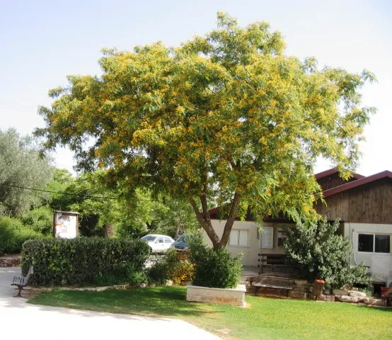 Tipu Tree (Tipuana Tipu) — which emerge in late spring or early summer, image 38