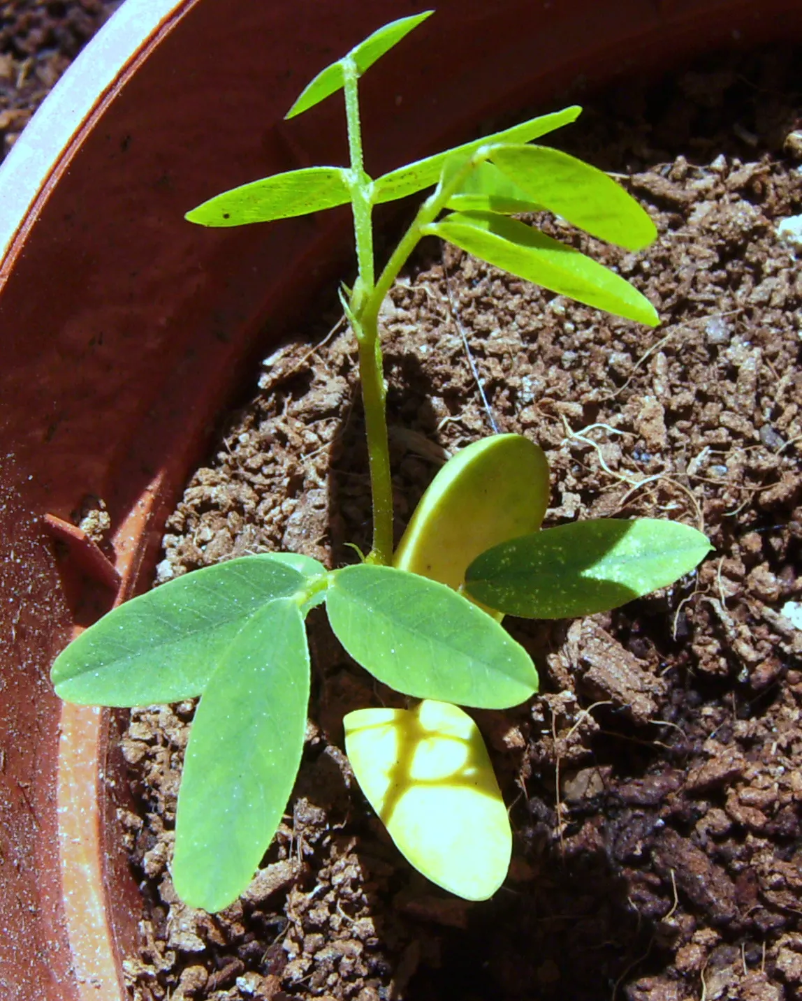 Tipu Tree (Tipuana Tipu) — These flowers not only add a burst of color to the design; its fern-like foliage creates a dense canopy, accented by vibrant yellow