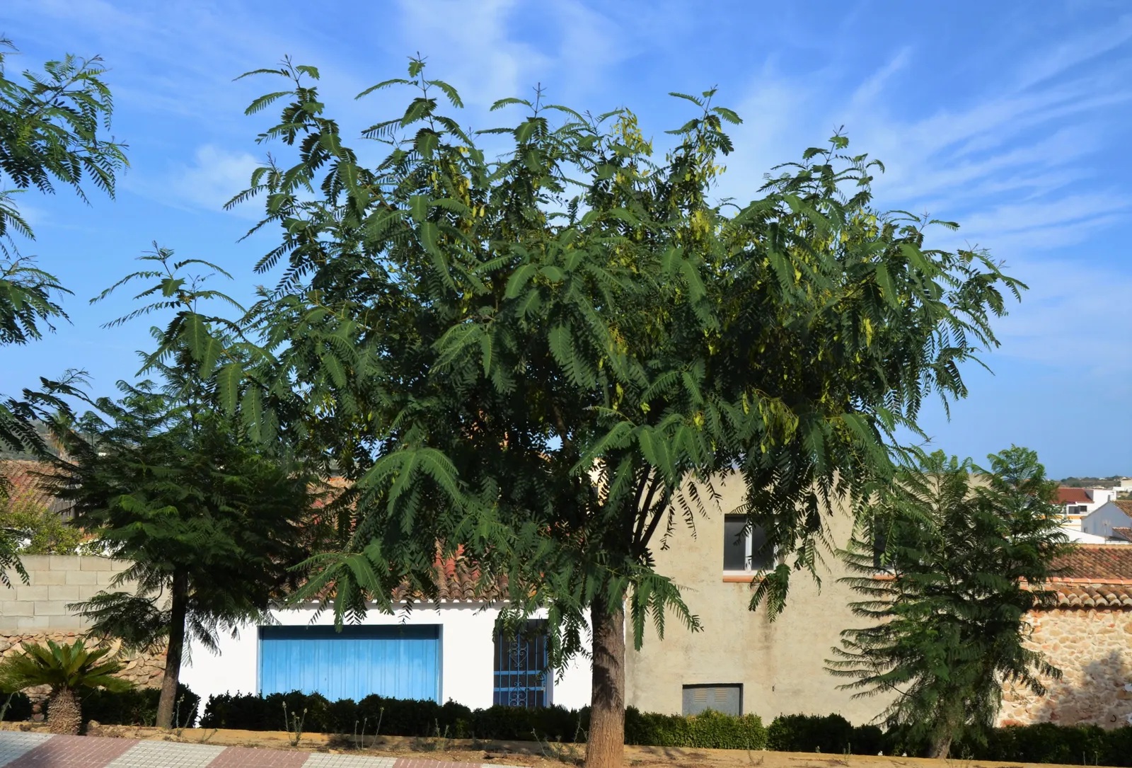 Tipu Tree (Tipuana Tipu) — tree for full; regular pruning can manage its shape and remove any weak or damaged limbs