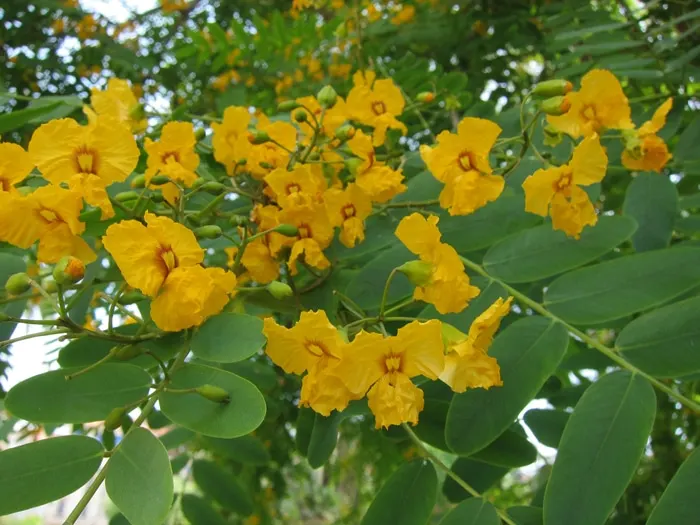 Tipu Tree (Tipuana Tipu) — bright green leaves span about 4 to 6 inches in length; tree with gold and yellow blooms