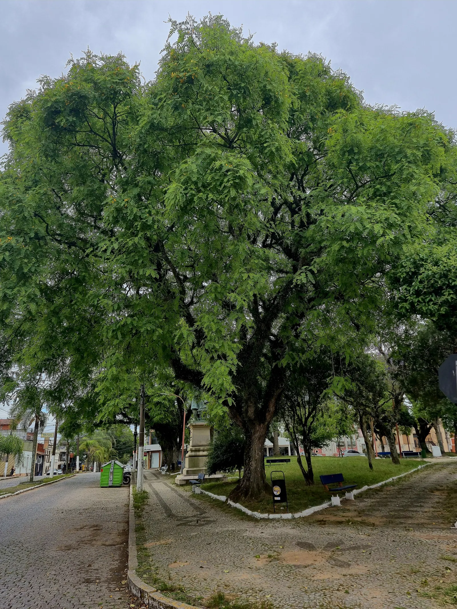 Tipu Tree (Tipuana Tipu) — Hardy in USDA zones 9-11, it thrives in full sun and requires moderate water; select a location that affords plenty of, image 53