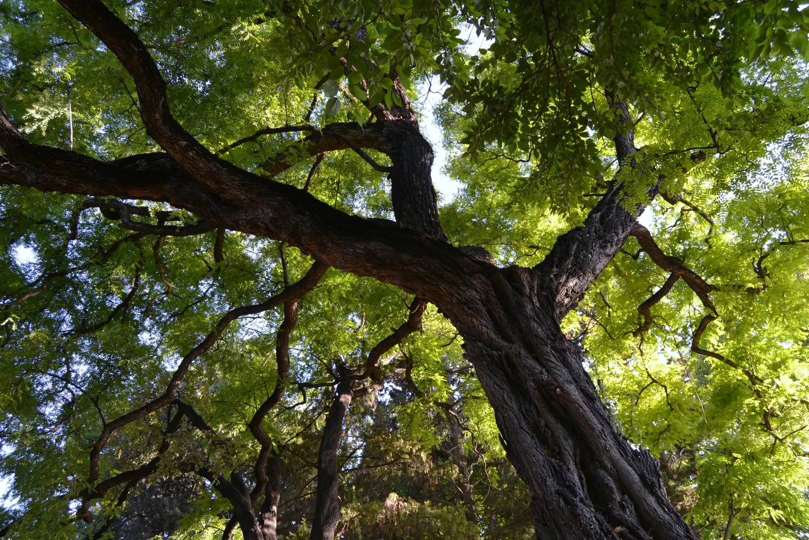 Tipu Tree (Tipuana Tipu) — providing ample shade and visual impact; enhancing the garden's ecosystem.<br><br>When planting Tipuana tipu
