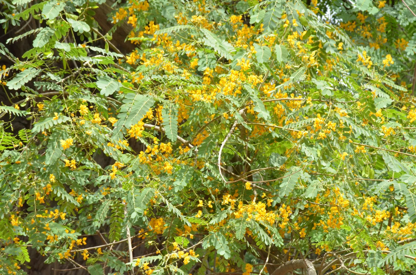 Tipu Tree (Tipuana Tipu) — is a magnificent semi-deciduous species that makes a bold statement in any landscape design; while it is relatively