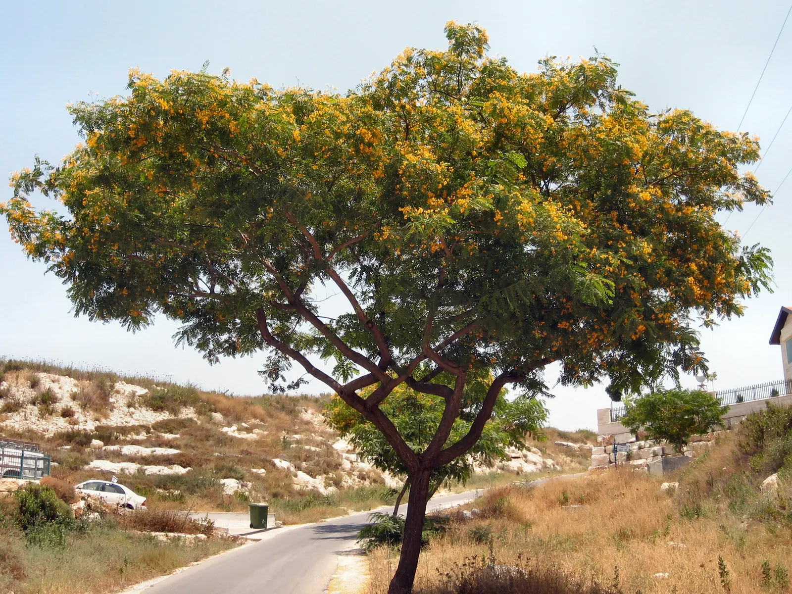 Tipu Tree (Tipuana Tipu) — blanketing the tree in a spectacular display; the Tipu Tree thrives in USDA hardiness zones 9b through 11 and enjoys full sunlight