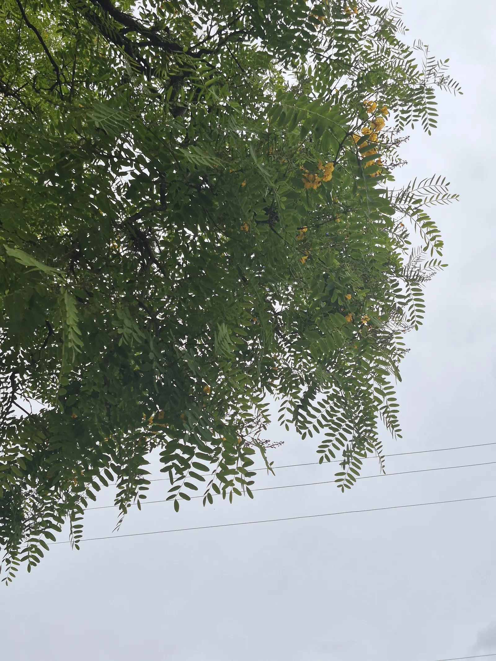 Tipu Tree (Tipuana Tipu) — Ideal for large spaces seeking shade and ornamental interest; tree for full, image 54