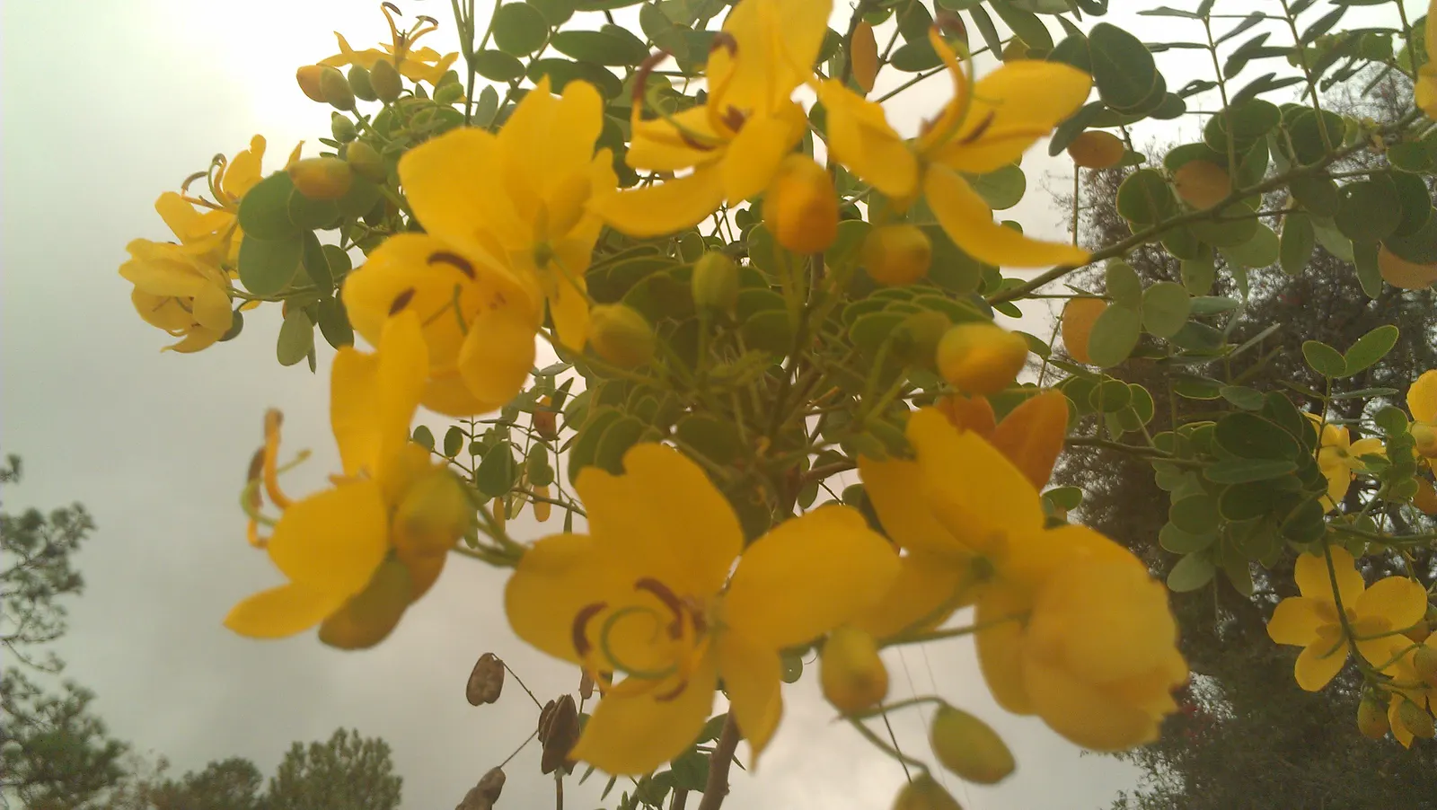 Tipu Tree (Tipuana Tipu) — While it is relatively drought-resistant once established; it's tolerant of a variety of soil types but benefits most from