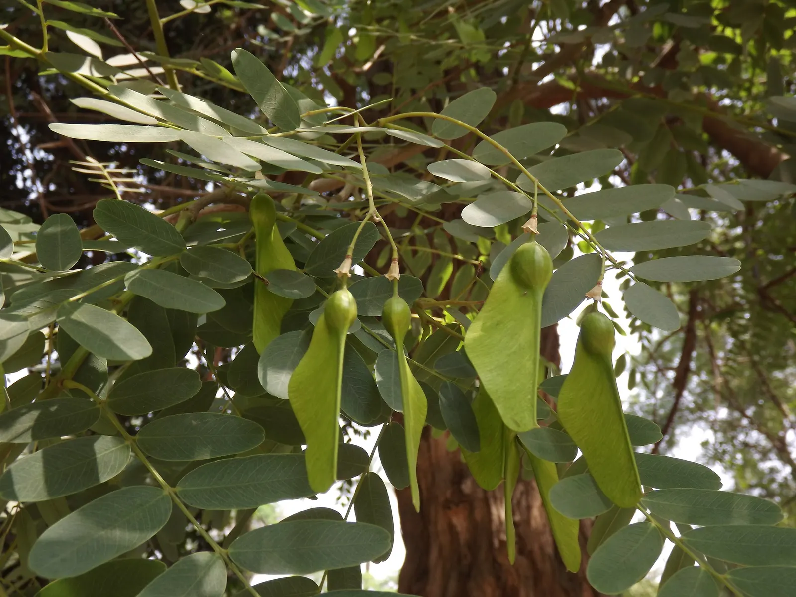 Tipu Tree (Tipuana Tipu) — Its fern-like foliage creates a dense canopy, accented by vibrant yellow blooms in summer; bright green leaves span, image 52