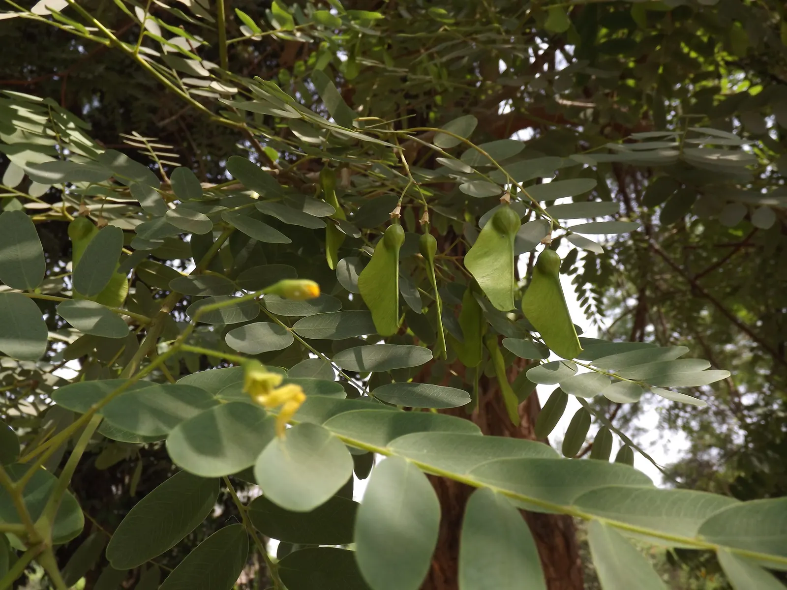 Tipu Tree (Tipuana Tipu) — fine-textured appearance.<br><br>A standout feature of the Tipu Tree is its vibrant yellow blossoms; commonly known as the Tipu Tree