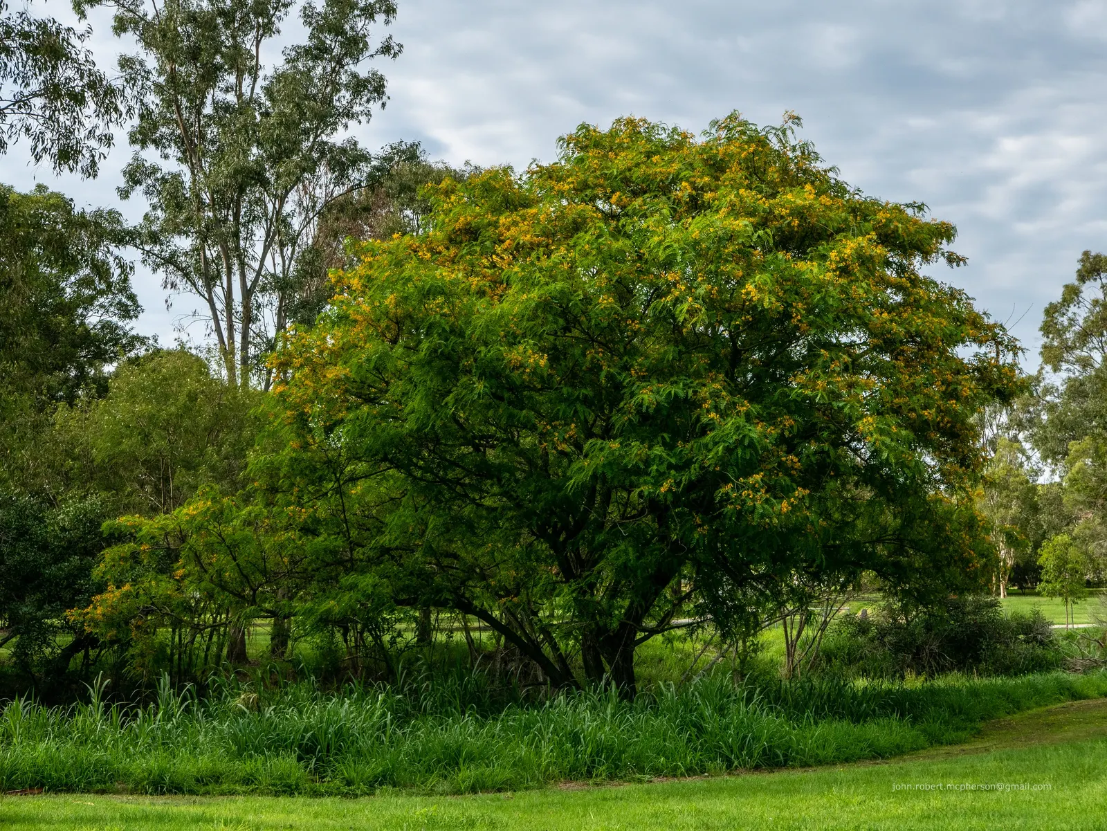 Tipu Tree (Tipuana Tipu) — commonly known as the Tipu Tree or Pride of Bolivia