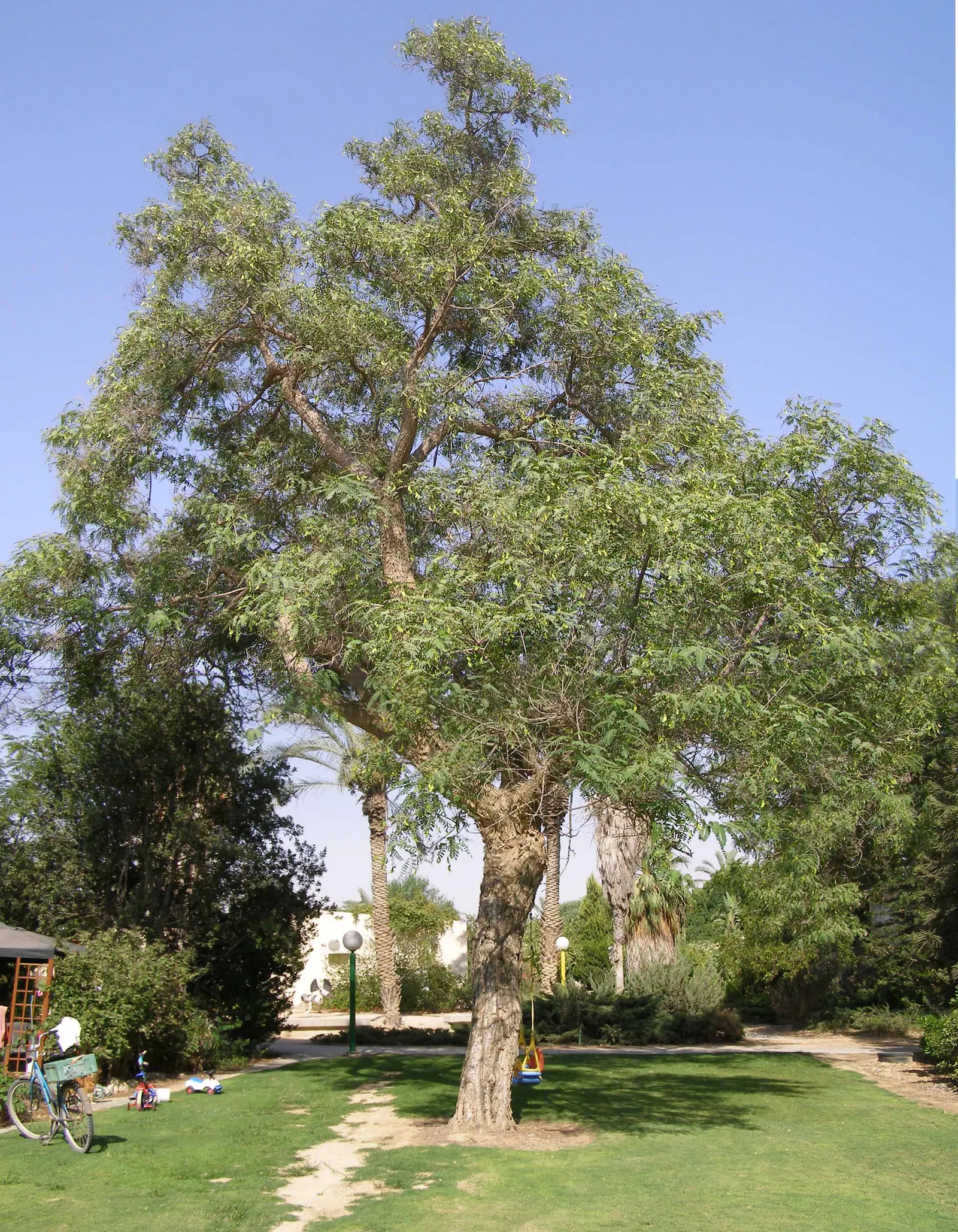 Tipu Tree (Tipuana Tipu) — tree with gold and yellow blooms; these flowers not only add a burst of color to the design