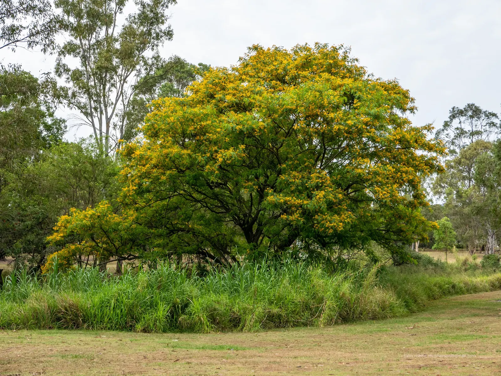 Tipu Tree (Tipuana Tipu) — It's tolerant of a variety of soil types but benefits most from well-draining, fertile soil; but consider its invasive root system