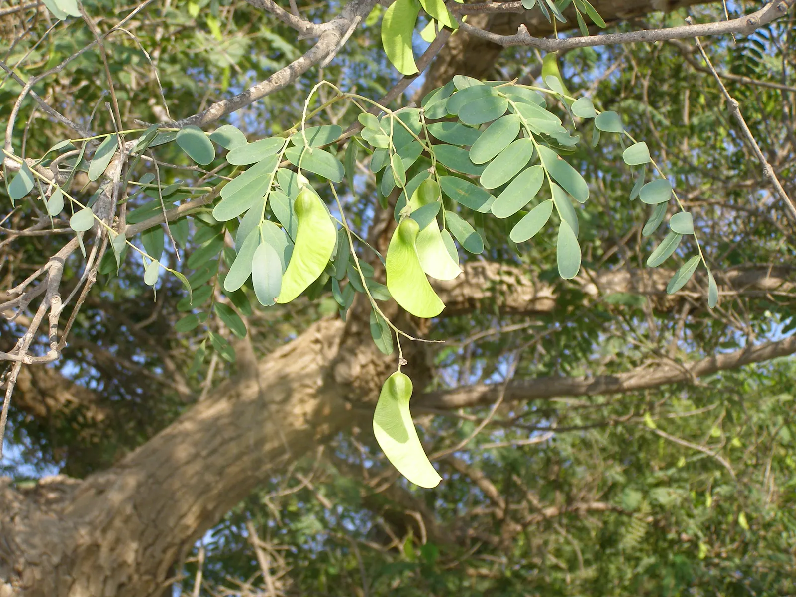 Tipu Tree (Tipuana Tipu) — enhancing the garden's ecosystem.<br><br>When planting Tipuana tipu; but they also attract pollinators such as bees and butterflies