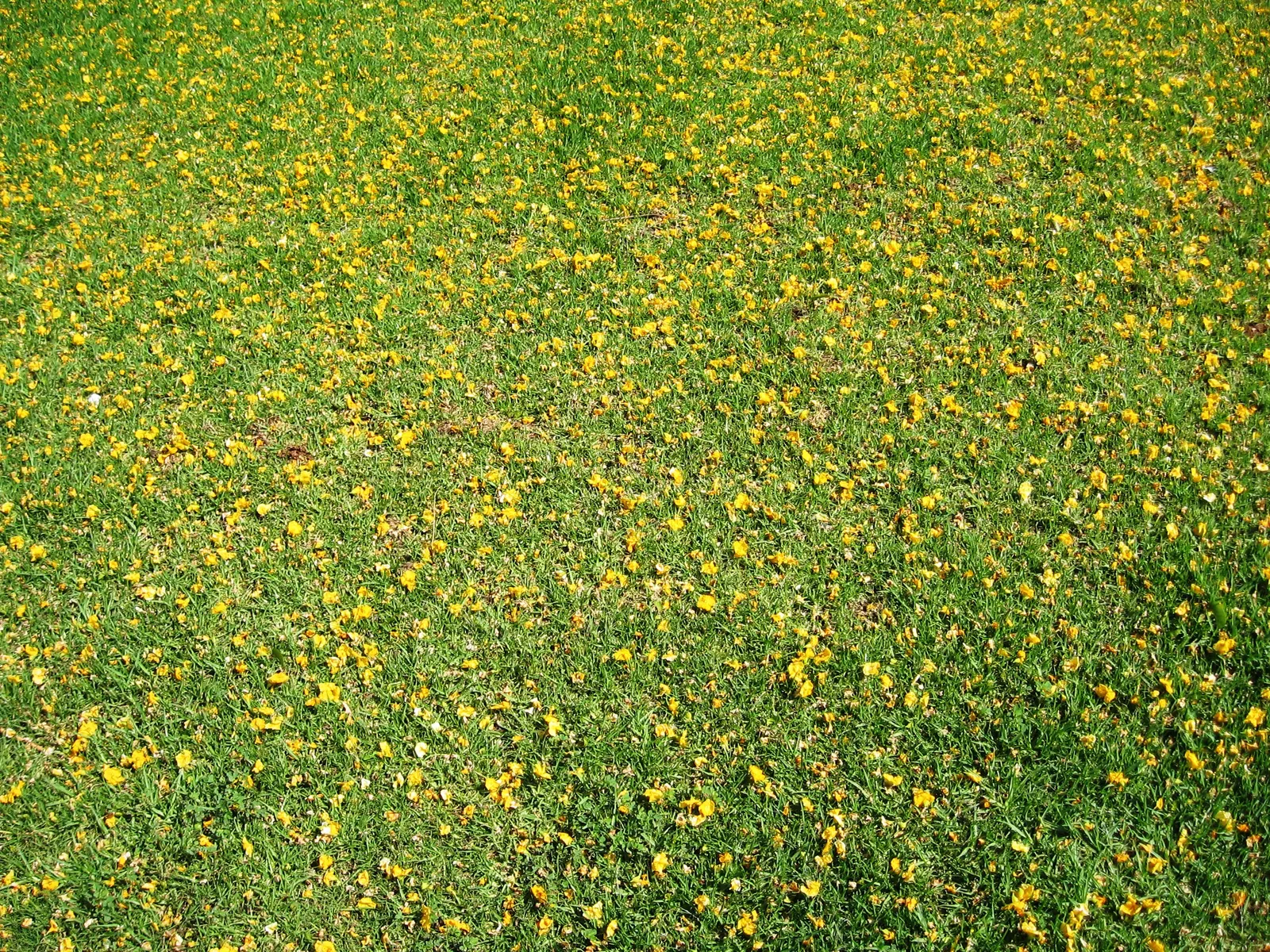 Tipu Tree (Tipuana Tipu) — this fast-growing tree can reach heights of 30 to 50 feet with a canopy spread of 40 to 60 feet; providing ample shade and visual