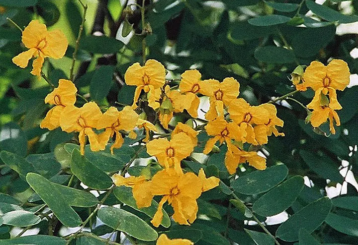 Tipu Tree (Tipuana Tipu) — semi-deciduous species reaching up to 50 feet tall with a 60-foot spread; ideal for large spaces seeking shade and ornamental