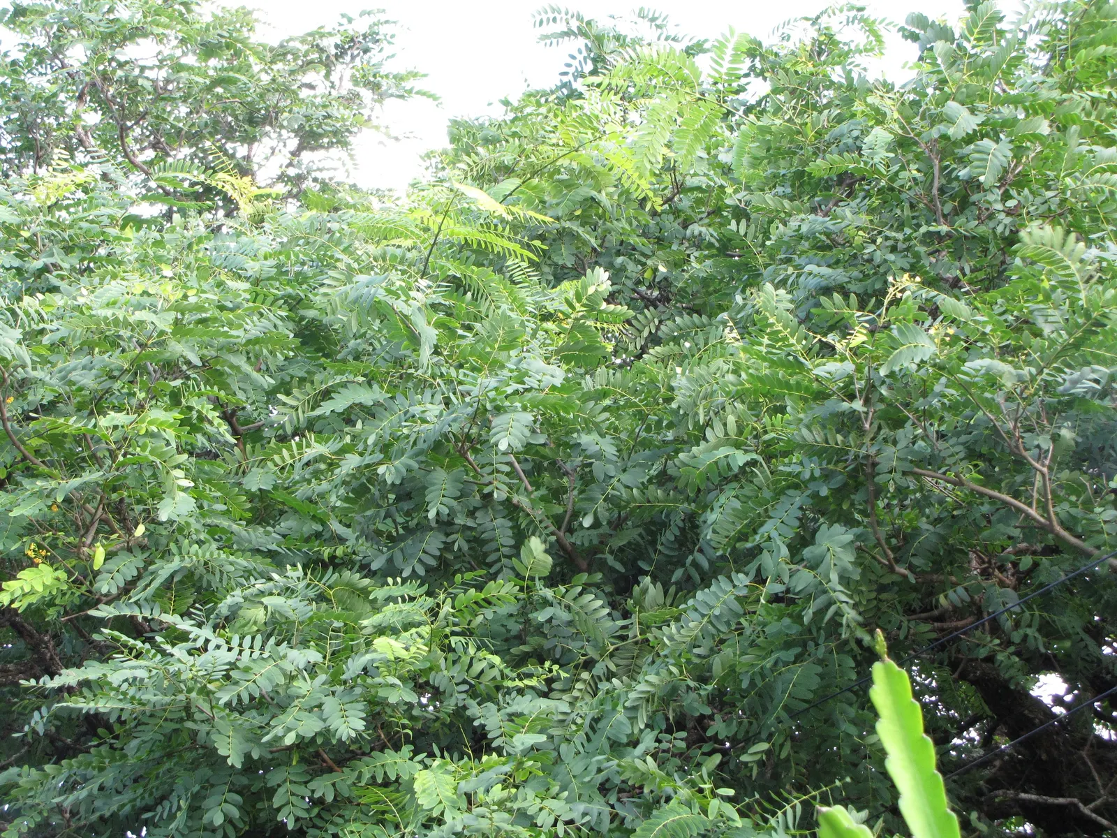 Tipu Tree (Tipuana Tipu) — but consider its invasive root system in urban settings; is a magnificent semi-deciduous species that makes a bold statement in any