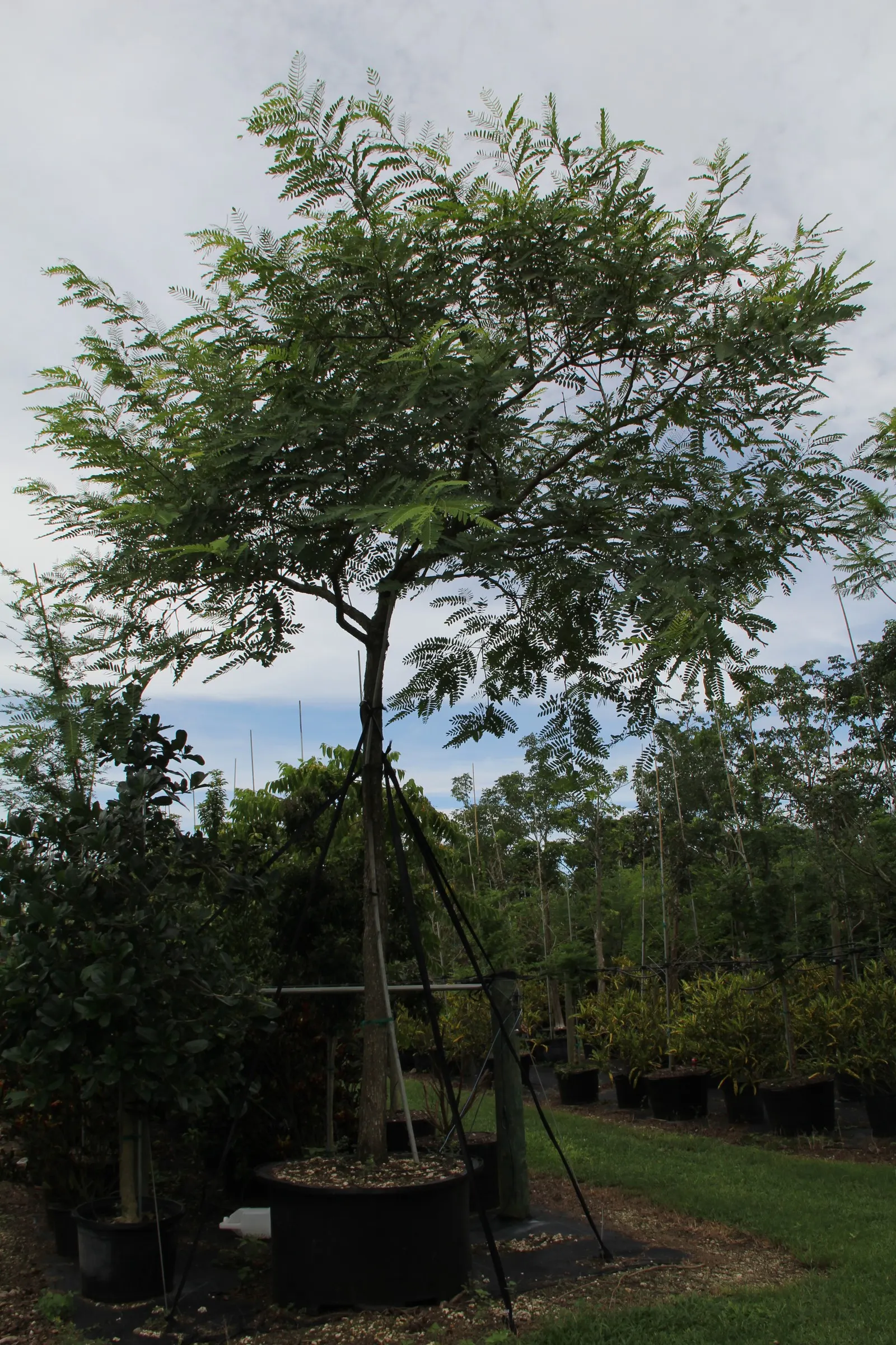 Tipu Tree (Tipuana Tipu) — bright green leaves span about 4 to 6 inches in length