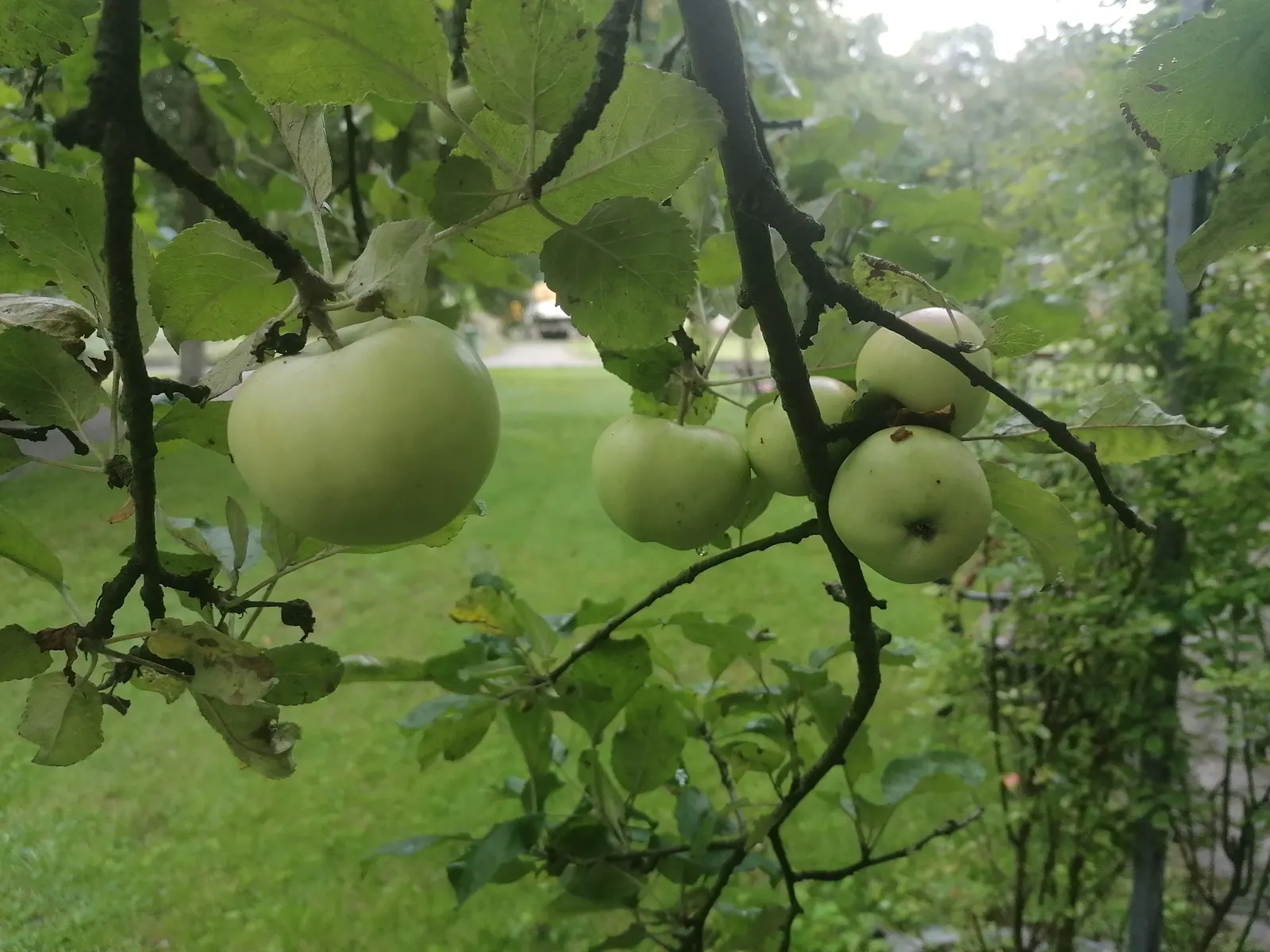 Tipu Tree (Tipuana Tipu) — The Tipu Tree thrives in USDA hardiness zones 9b through 11 and enjoys full sunlight exposure; fine-textured appearance.<br><br>A