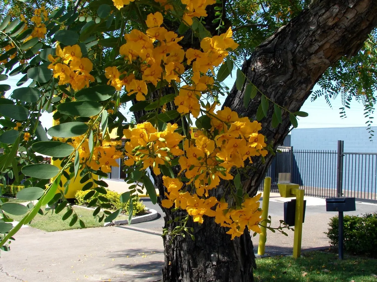 Tipu Tree (Tipuana Tipu) — but they also attract pollinators such as bees and butterflies; this fast-growing tree can reach heights of 30 to 50 feet with a
