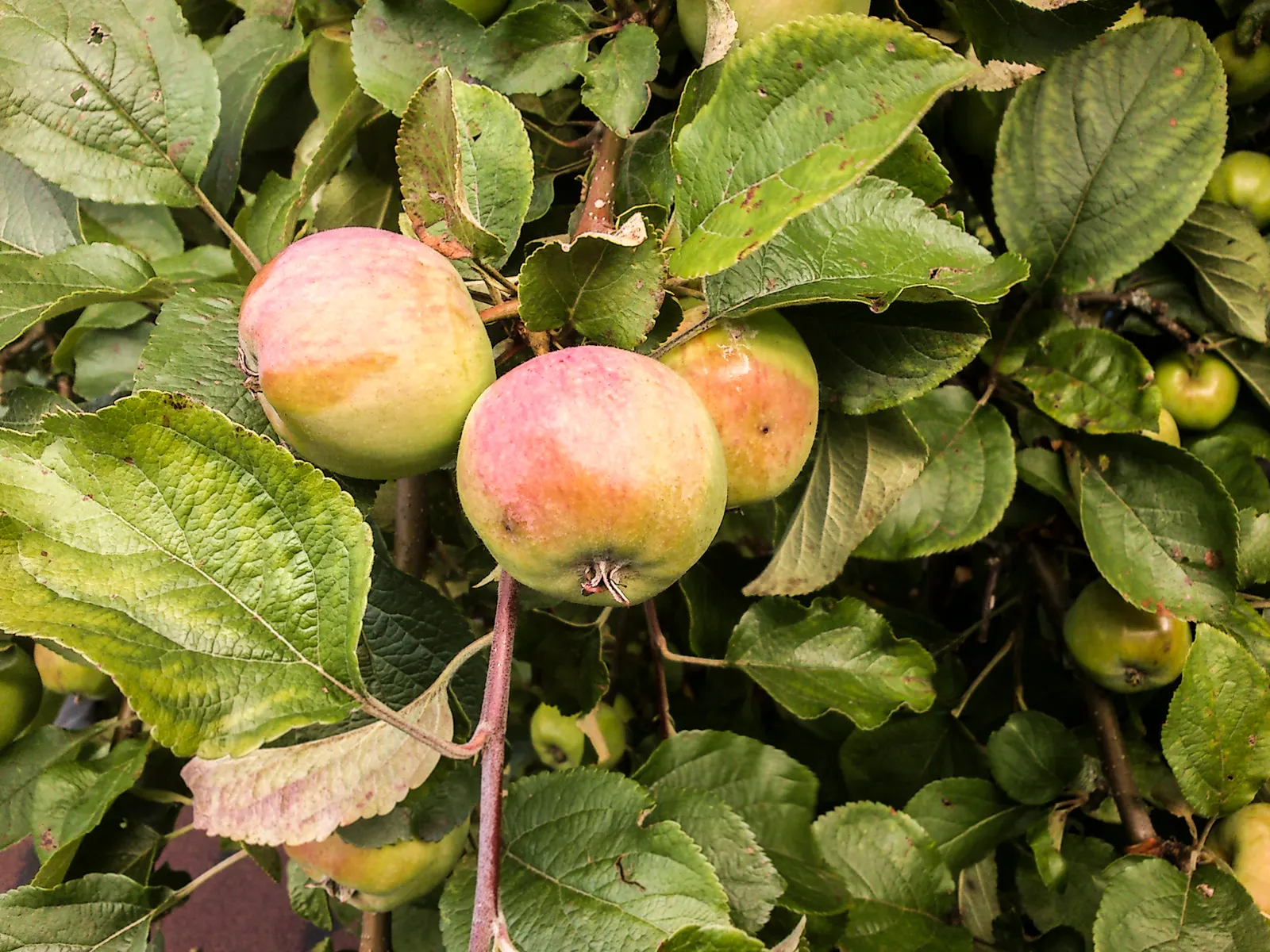 Tipu Tree (Tipuana Tipu) — Regular pruning can manage its shape and remove any weak or damaged limbs; semi-deciduous species reaching up to 50 feet tall with a