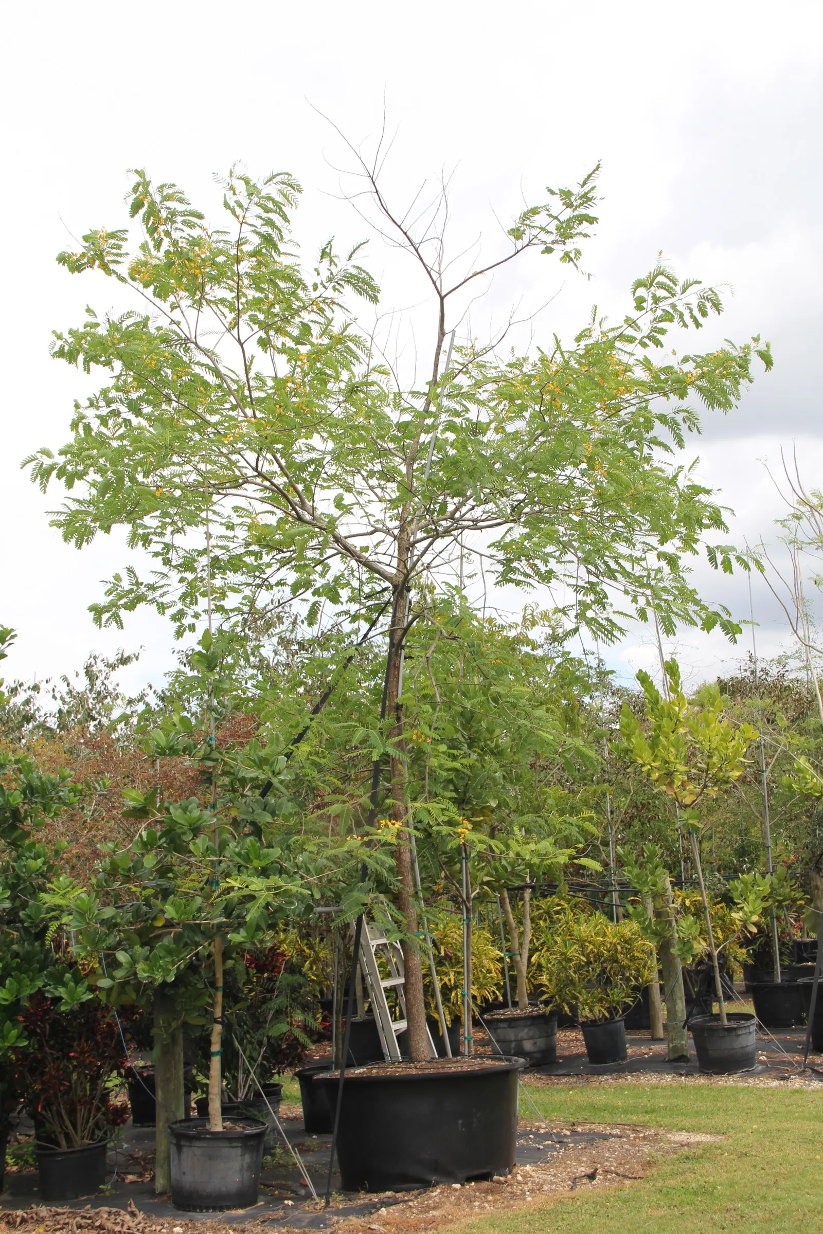 Tipu Tree (Tipuana Tipu) — but consider its invasive root system in urban settings