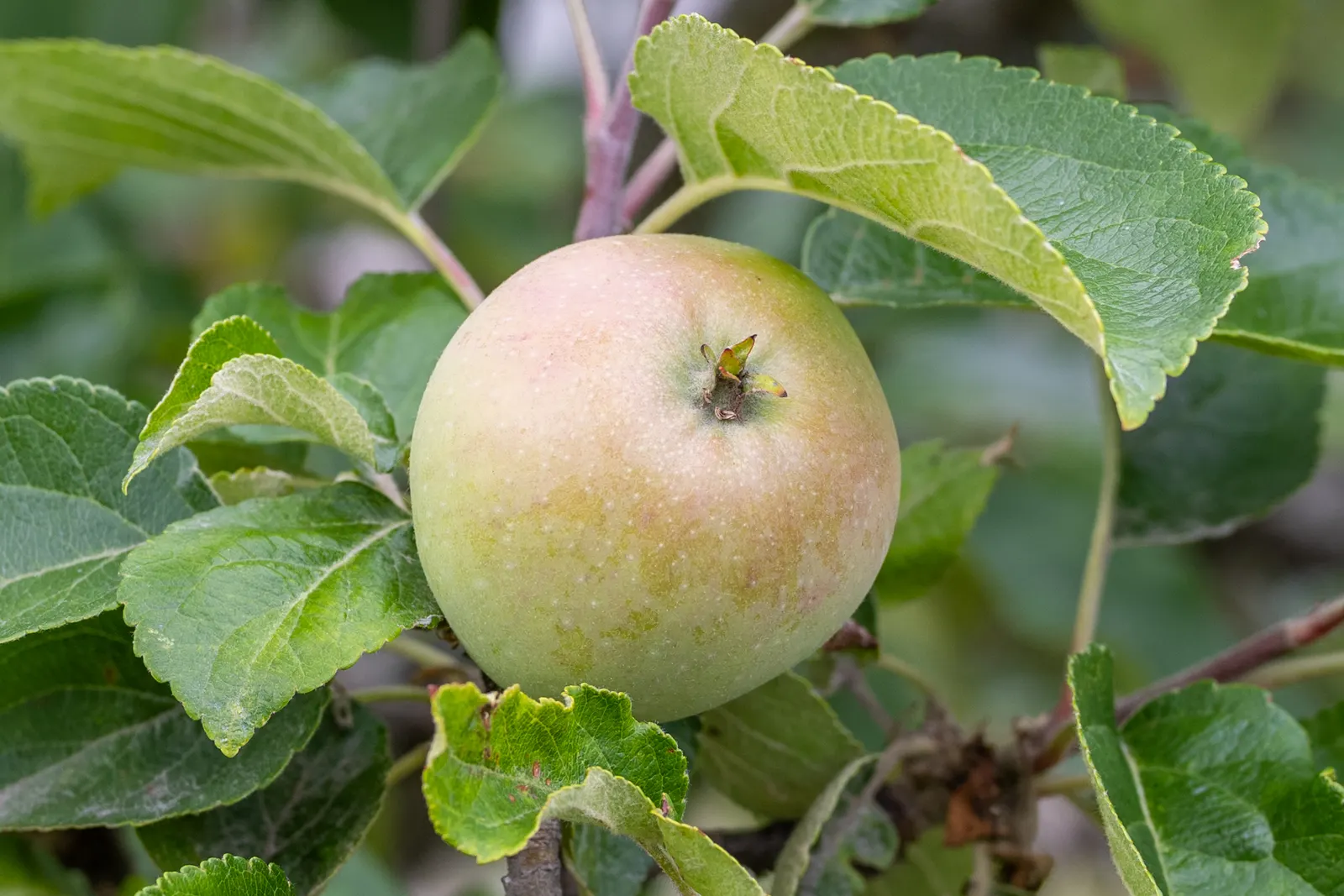 Tipu Tree (Tipuana Tipu) — select a location that affords plenty of room for growth; gold and yellow flowers in the garden