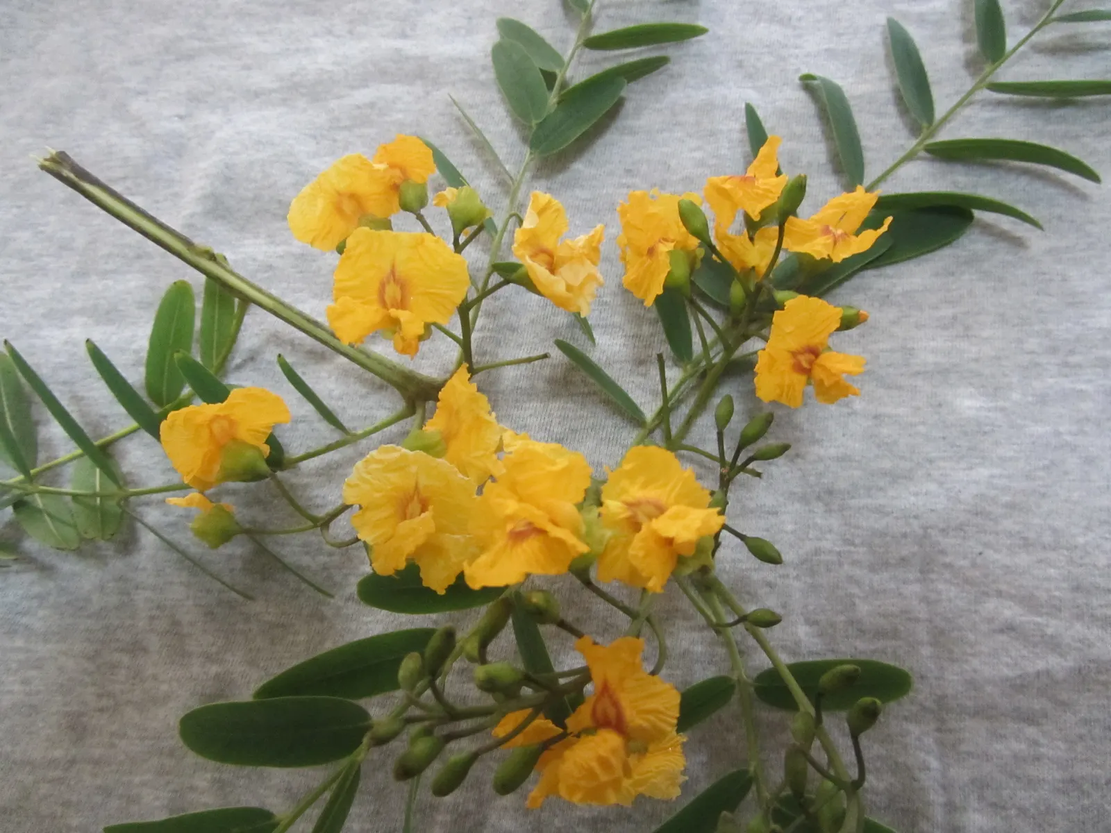 Tipu Tree (Tipuana Tipu) — Ideal for large spaces seeking shade and ornamental interest; tree for full