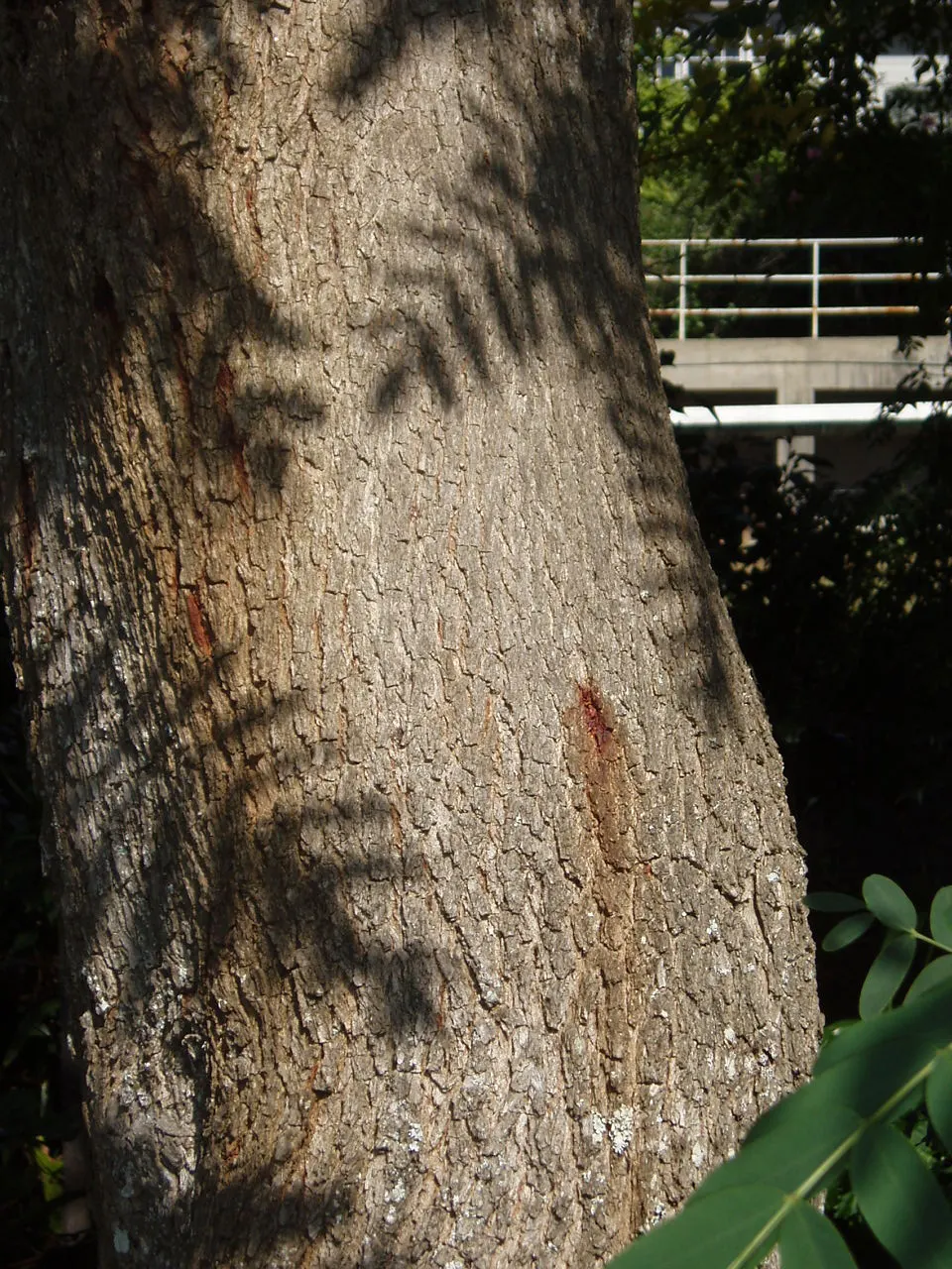 Tipu Tree (Tipuana Tipu) — gold and yellow flowers in the garden