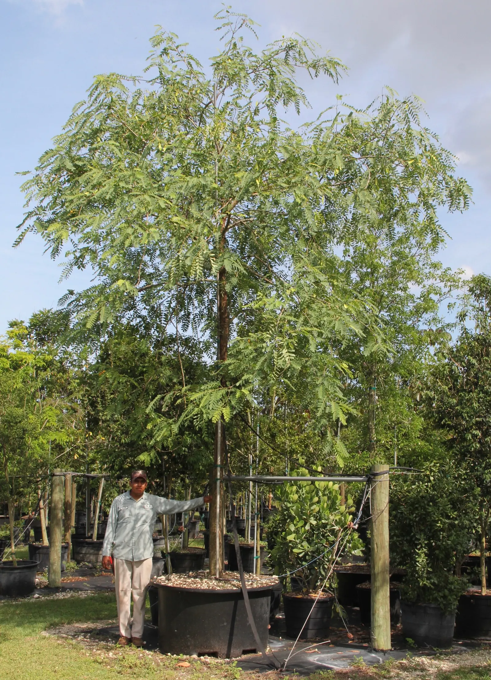 Tipu Tree (Tipuana Tipu) — Originating from South America