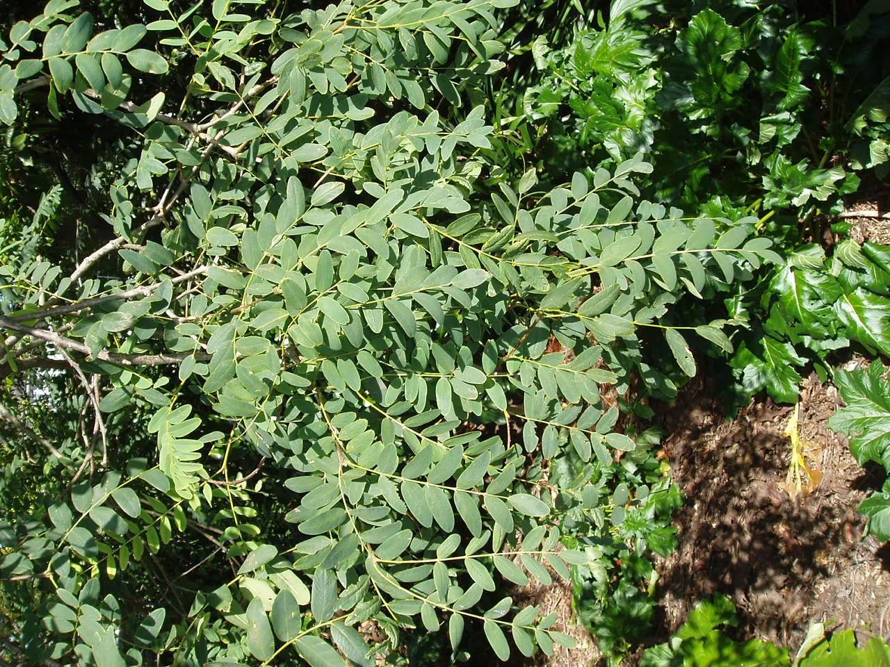 Tipu Tree (Tipuana Tipu) — Regular pruning can manage its shape and remove any weak or damaged limbs