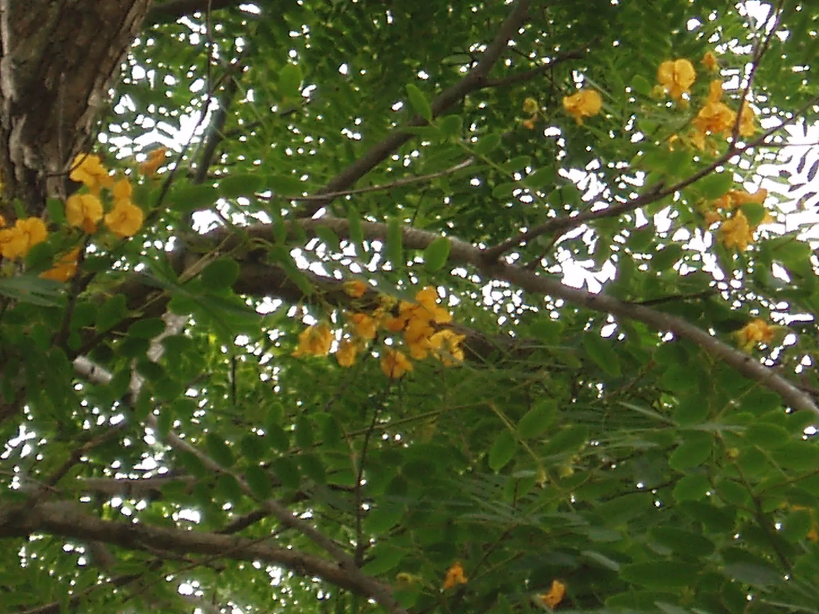Tipu Tree (Tipuana Tipu) — It's tolerant of a variety of soil types but benefits most from well-draining, fertile soil