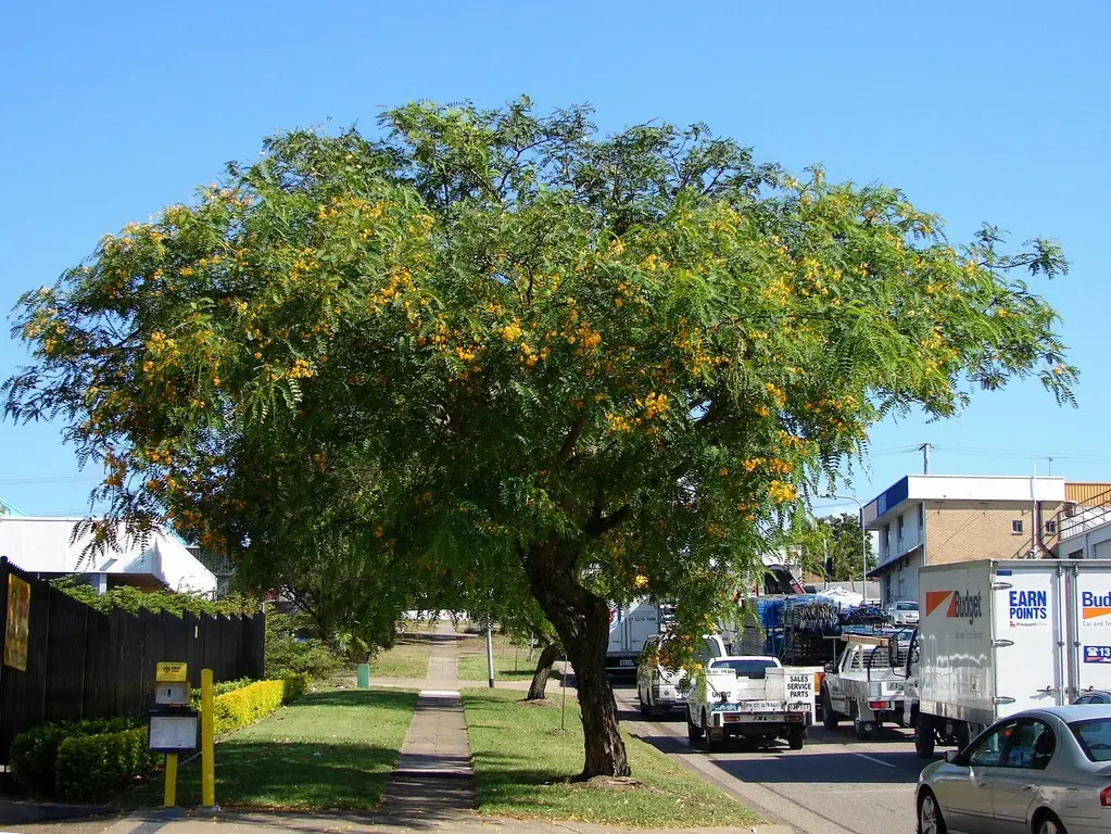 Tipu Tree (Tipuana Tipu) — this fast-growing tree can reach heights of 30 to 50 feet with a canopy spread of 40 to 60 feet