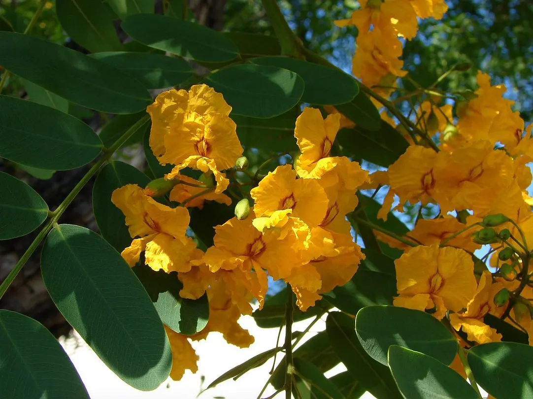 Tipu Tree (Tipuana Tipu) — commonly known as the Tipu Tree or Pride of Bolivia; blanketing the tree in a spectacular display