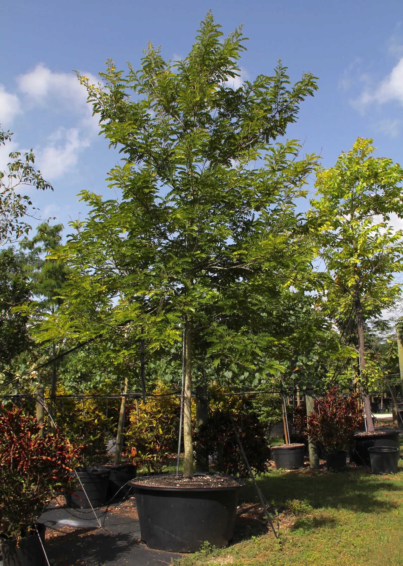 Tipu Tree (Tipuana Tipu) — blanketing the tree in a spectacular display