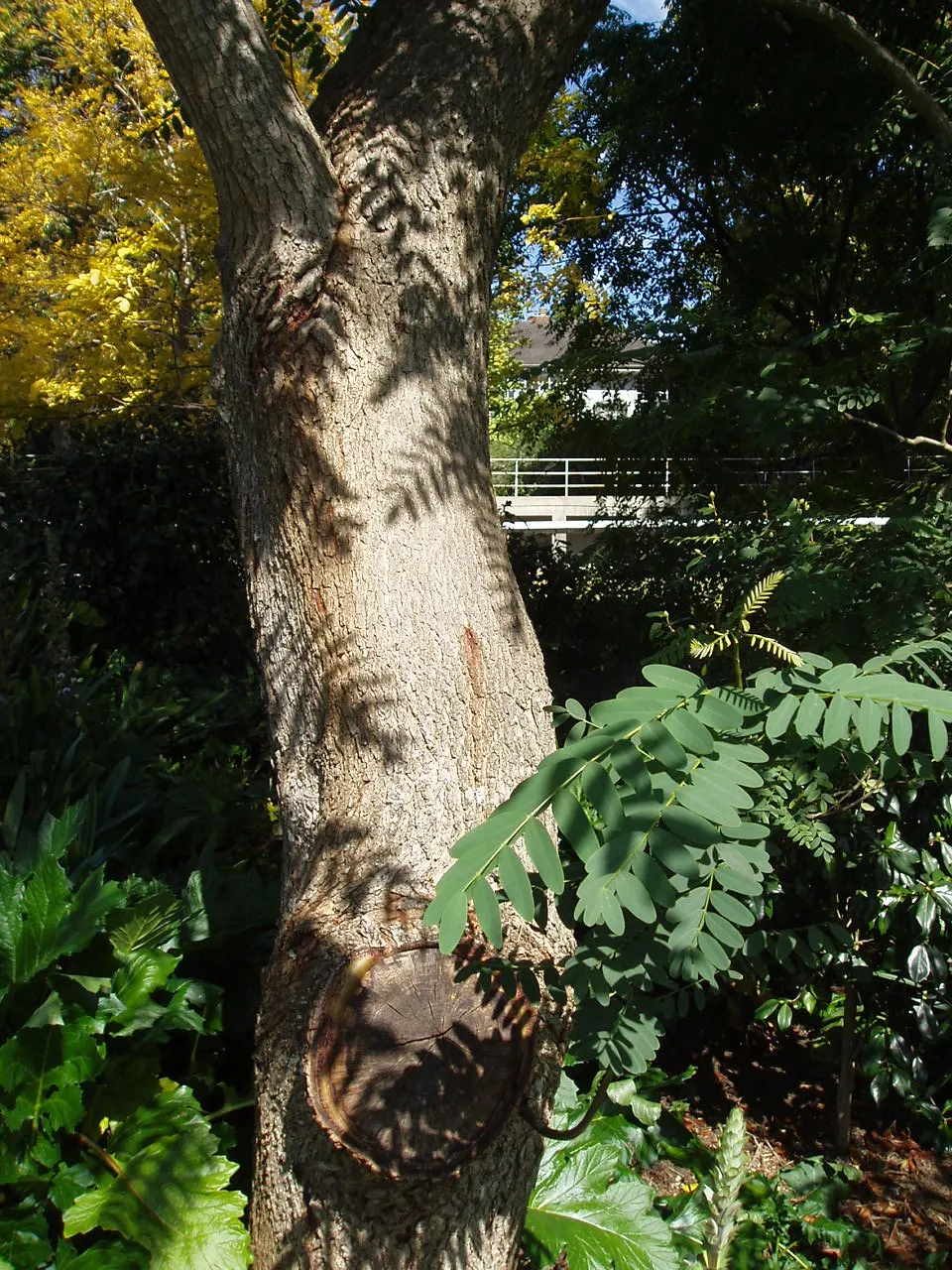 Tipu Tree (Tipuana Tipu) — tree for full