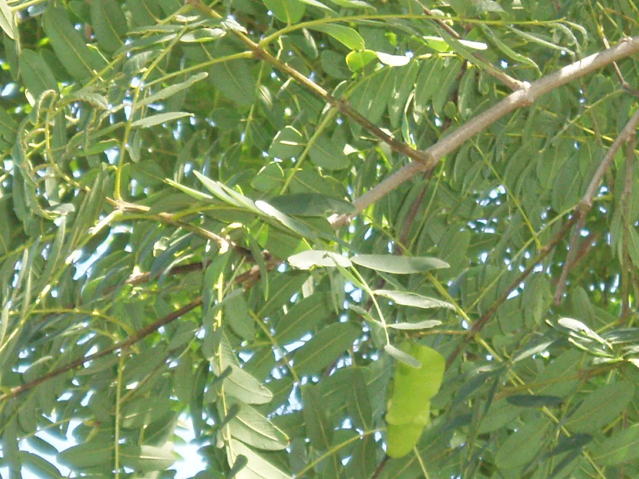 Tipu Tree (Tipuana Tipu) — While it is relatively drought-resistant once established