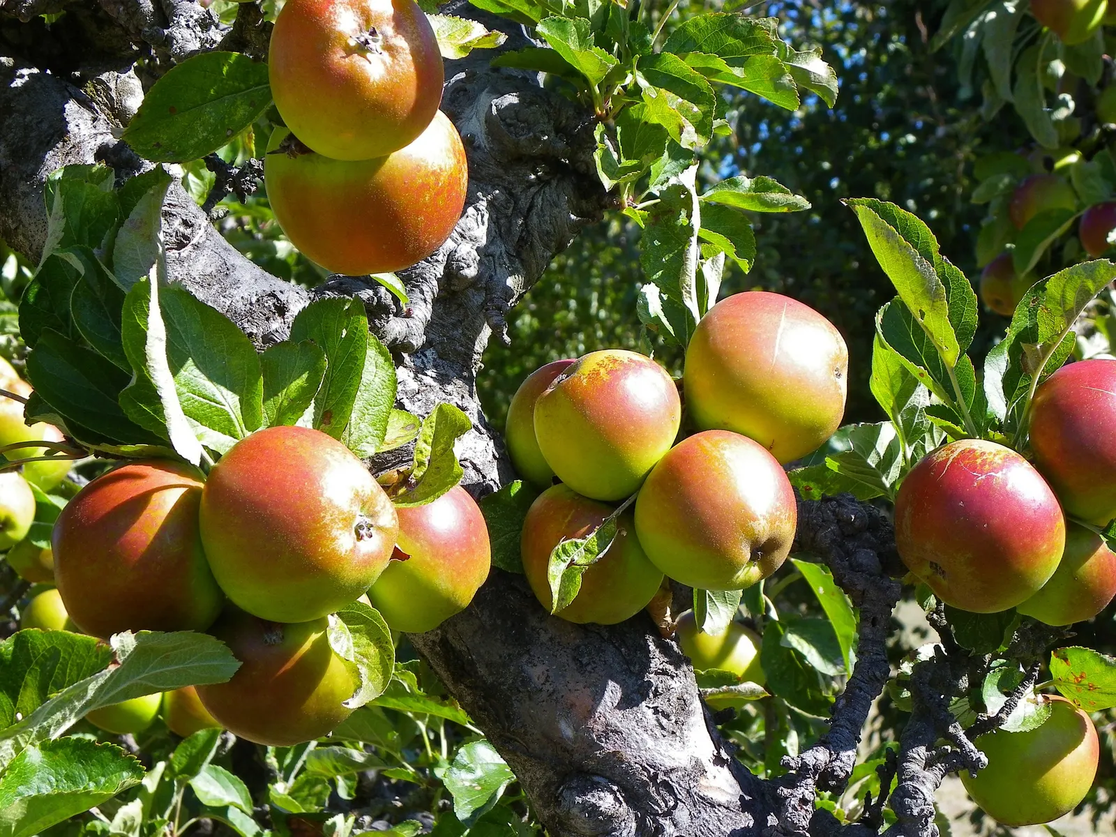 Tipu Tree (Tipuana Tipu) — gold and yellow flowers in the garden; originating from South America